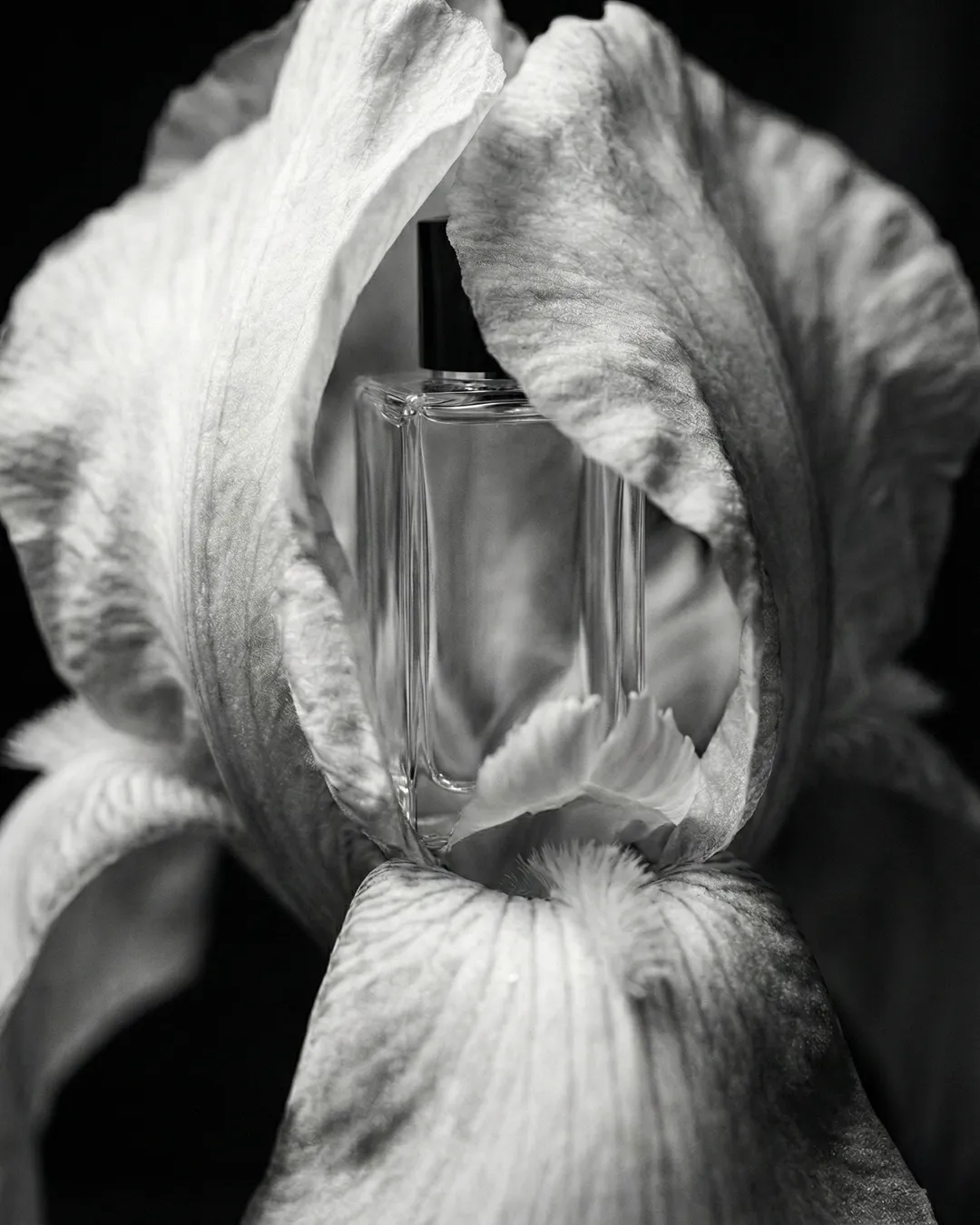Chanel Les Exclusifs bottle with iris bloom, ELEGANCE chapter — Botanical Portraiture series by Artem Dionisov