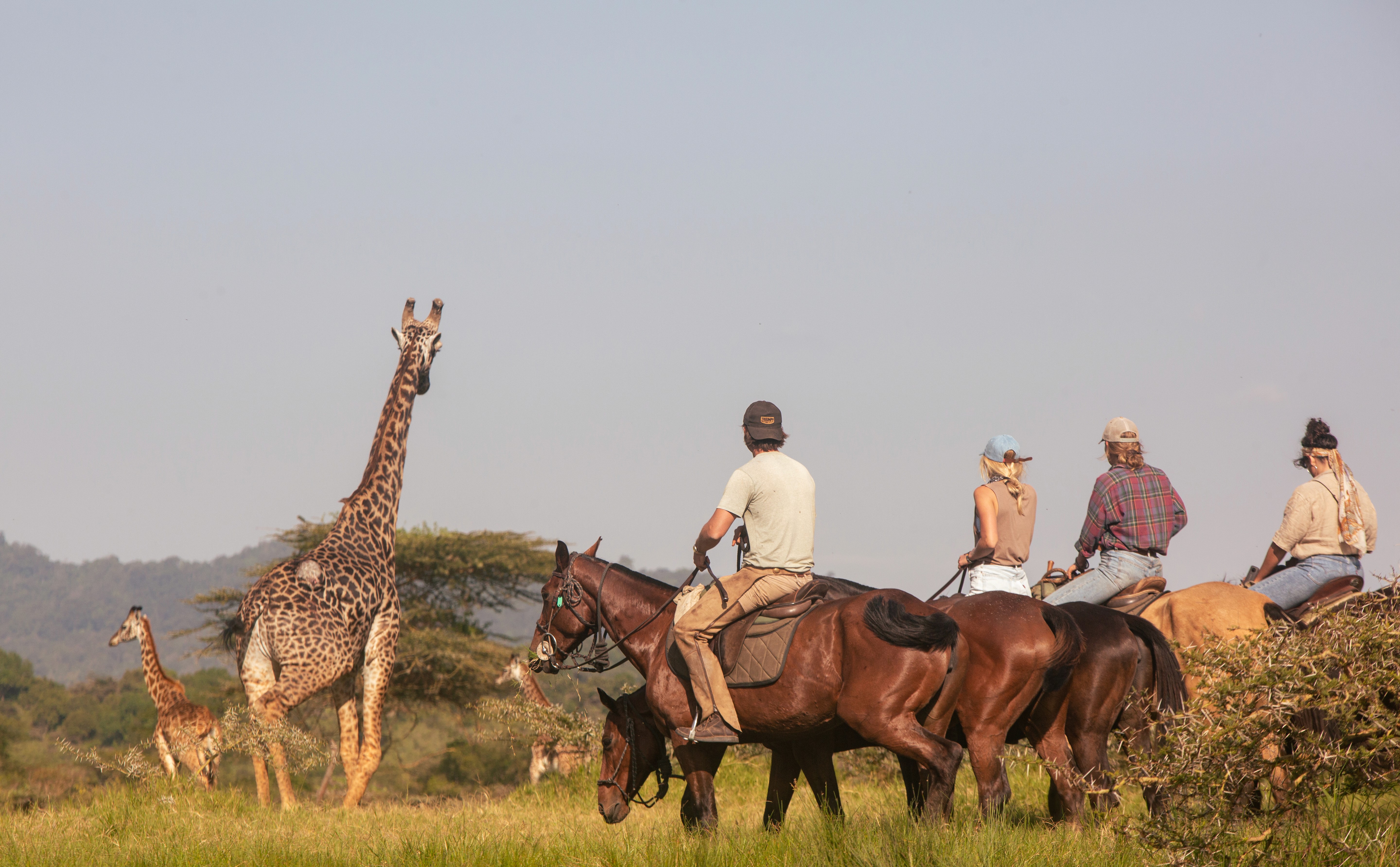Kilimanjaro Elephant Ride, Arusha National Park, Tanzania – elefant i högt gräs tittar mot kameran, medan fem ryttare till häst på ridsafari i bakgrunden betraktar elefanten i ett grönt och frodigt landskap.