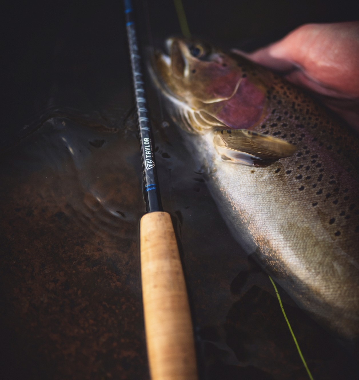 Rainbow trout and taylor anoamly Z fly fishing rod