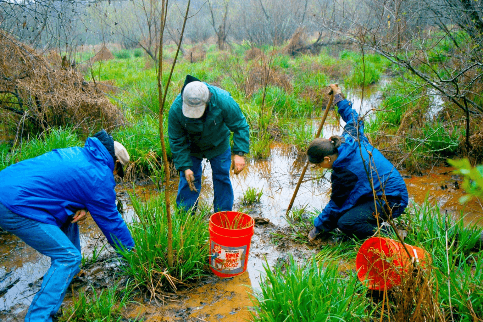 Wetland Treeplanting