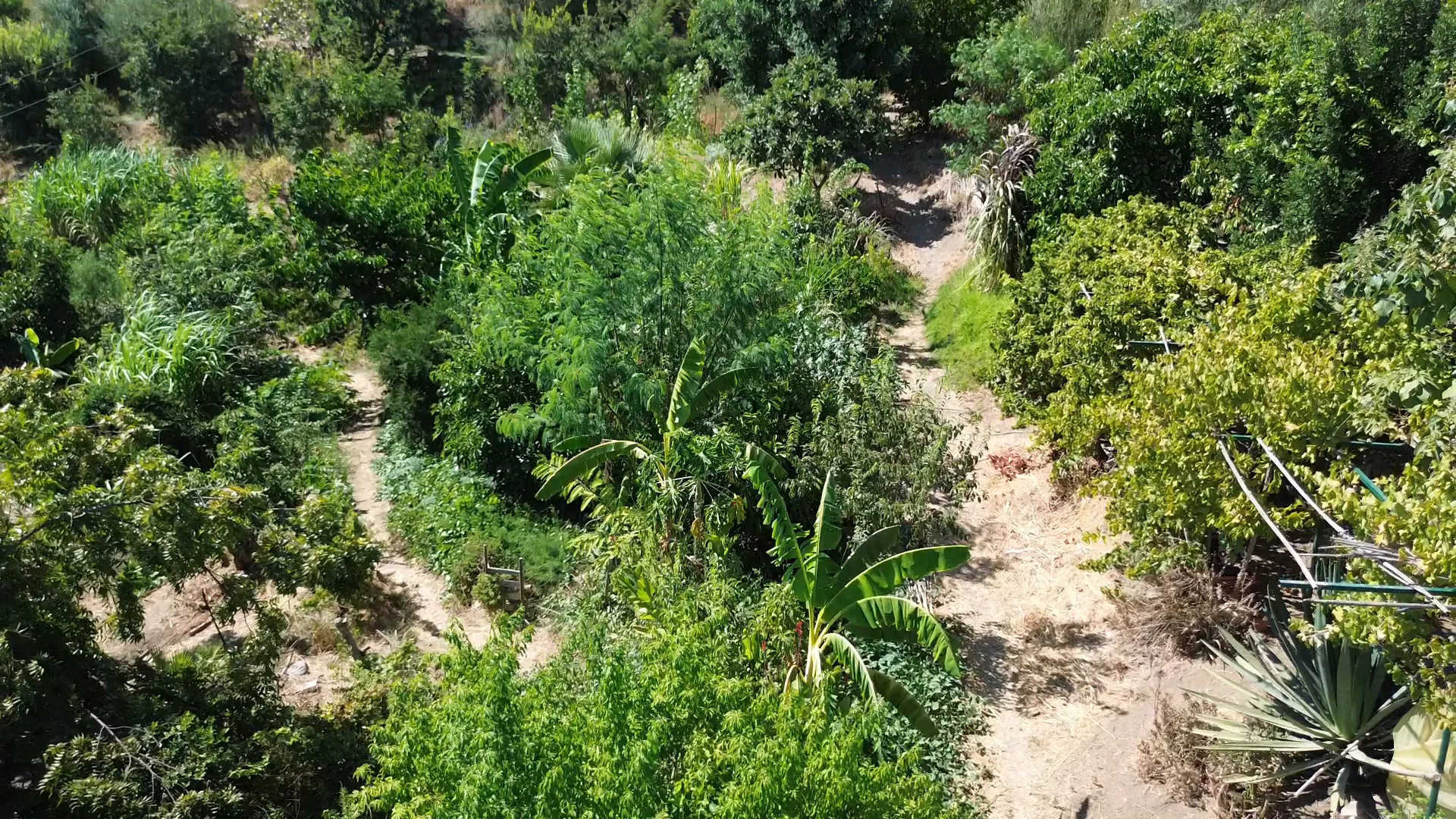 Aerial view of footpaths through dense food forest planting