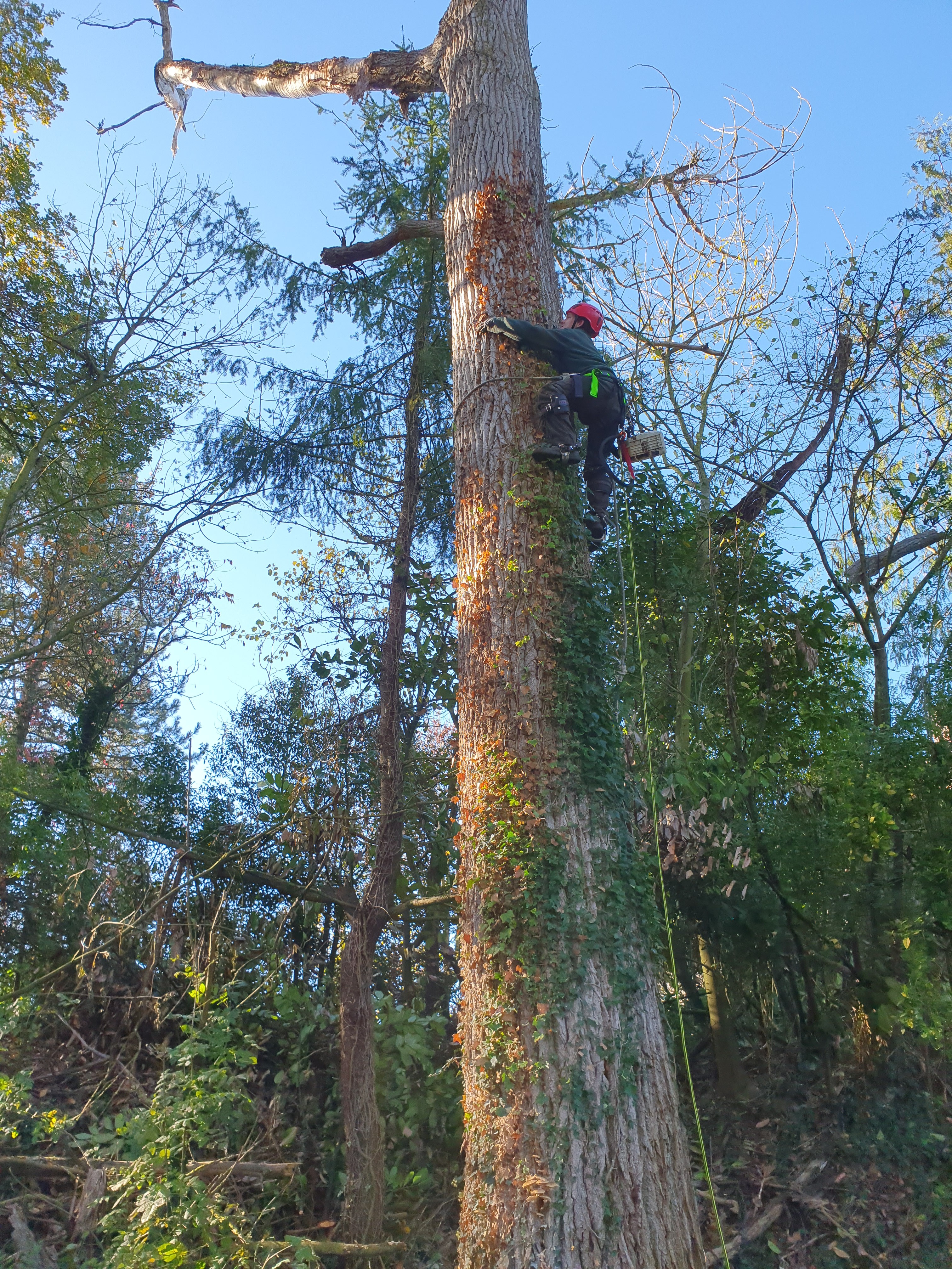 jardin avec une allée pavée et des plantes environnantes