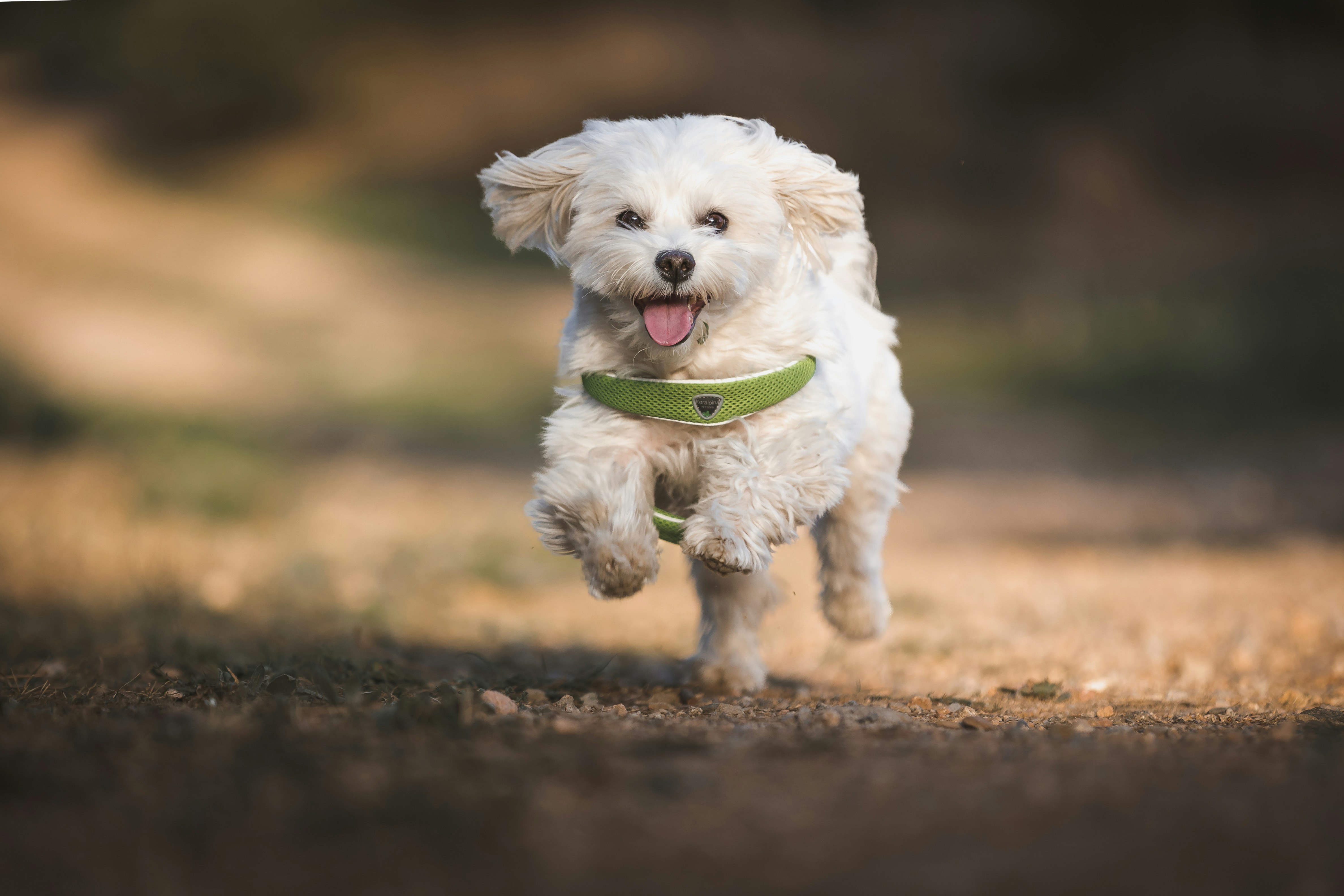 maltese dog running in the woods