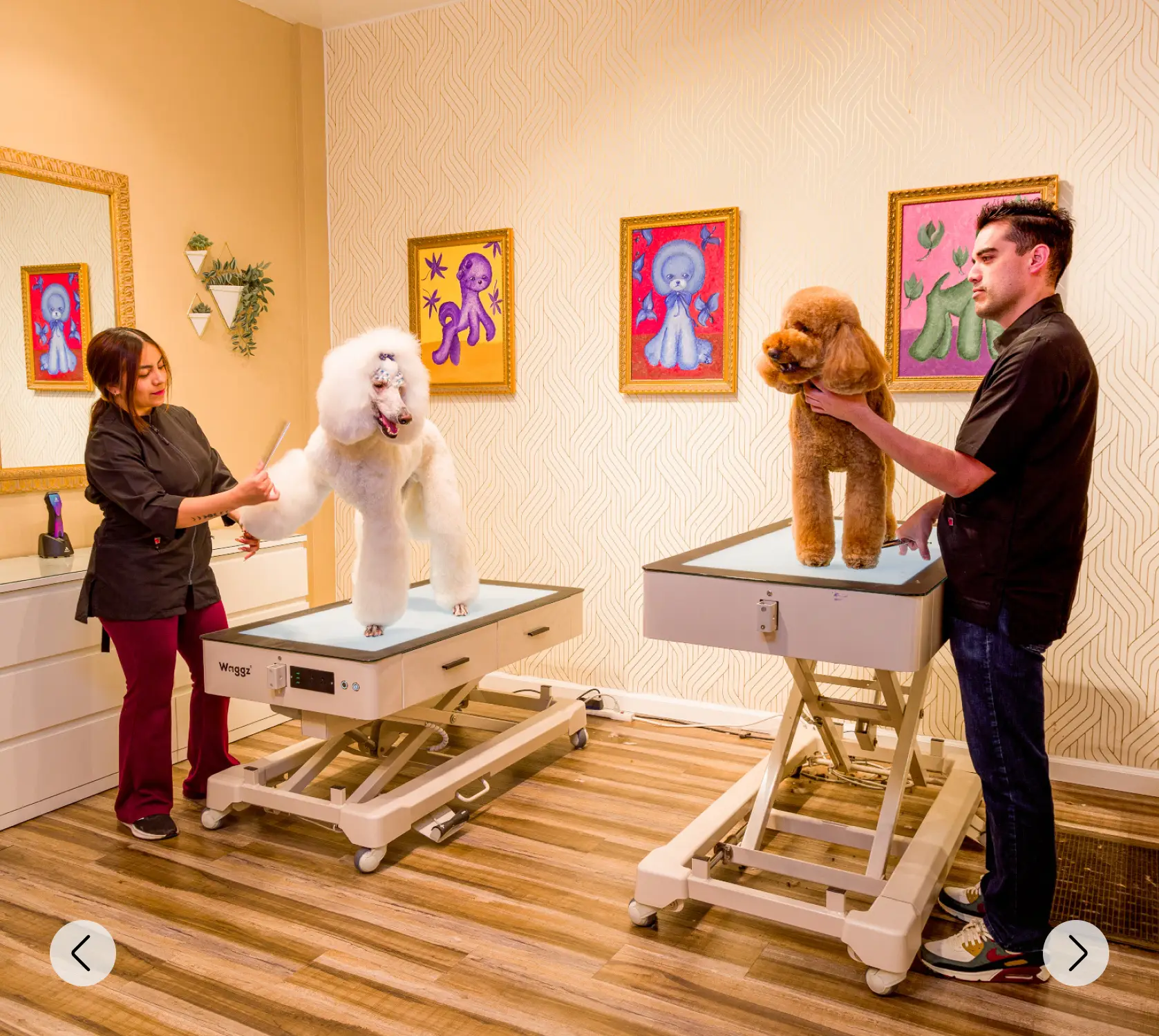 Bright grooming studio with two stylists perfecting a white and a brown poodle to highlight precision, artistry, and joyful care in a colorful setting.
