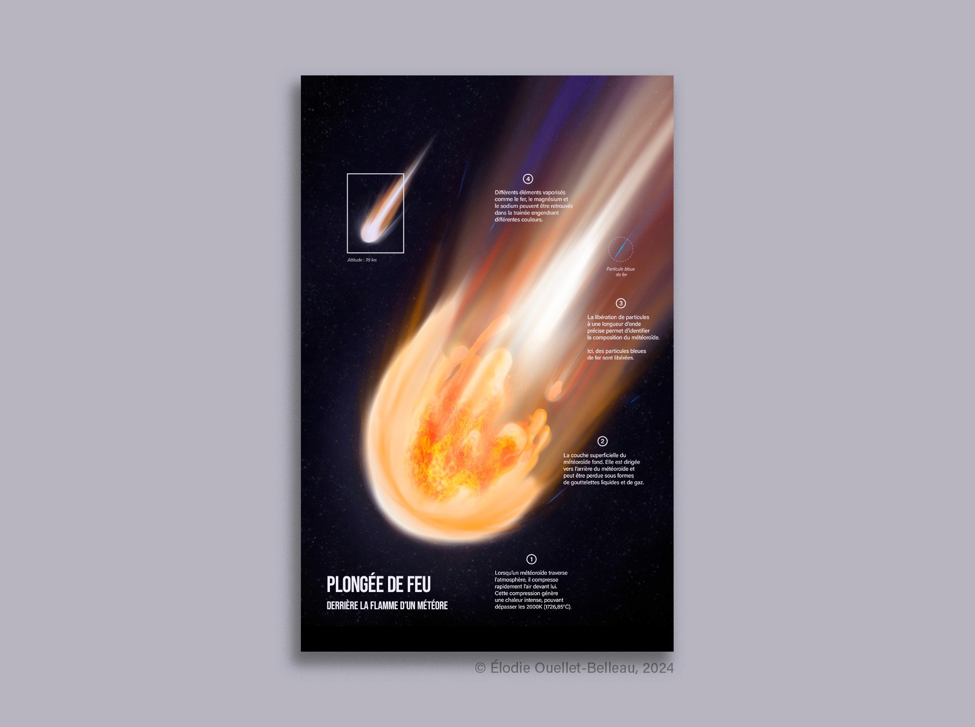 Illustration scientifique de la langue humaine adulte par Élodie Ouellet-Belleau, illustratrice scientifique.