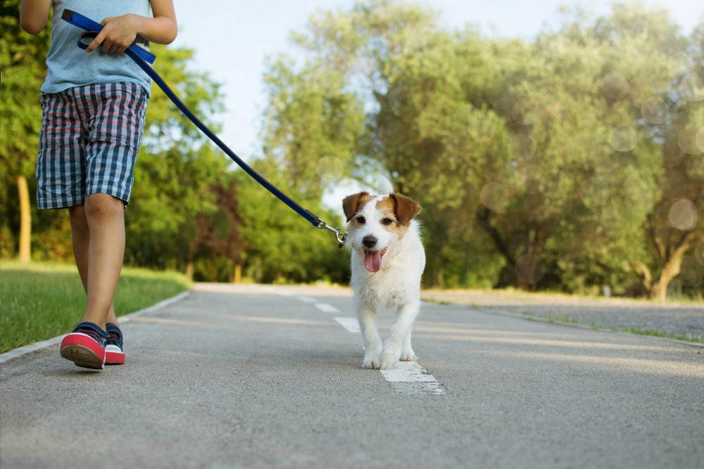 dog-walking-image