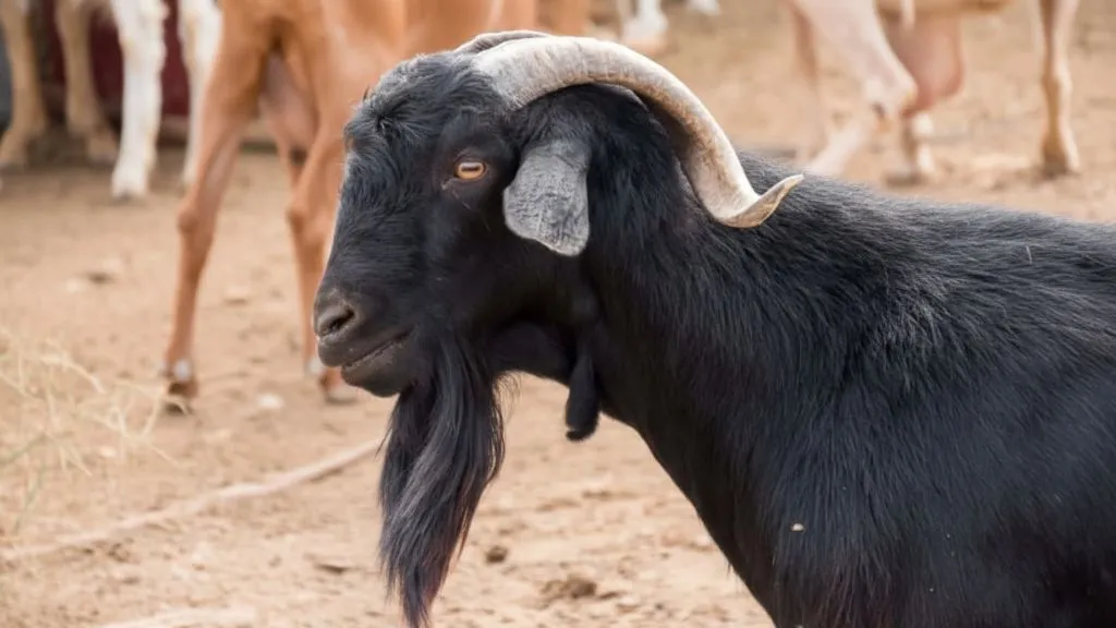 Osmanabadi   Goat Breed