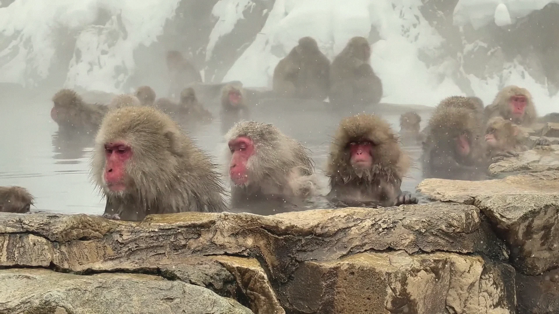 An overhead view of the whole Jigokudani hot-spring pool filled with around twenty snow monkeys, snowy cliffs behind.