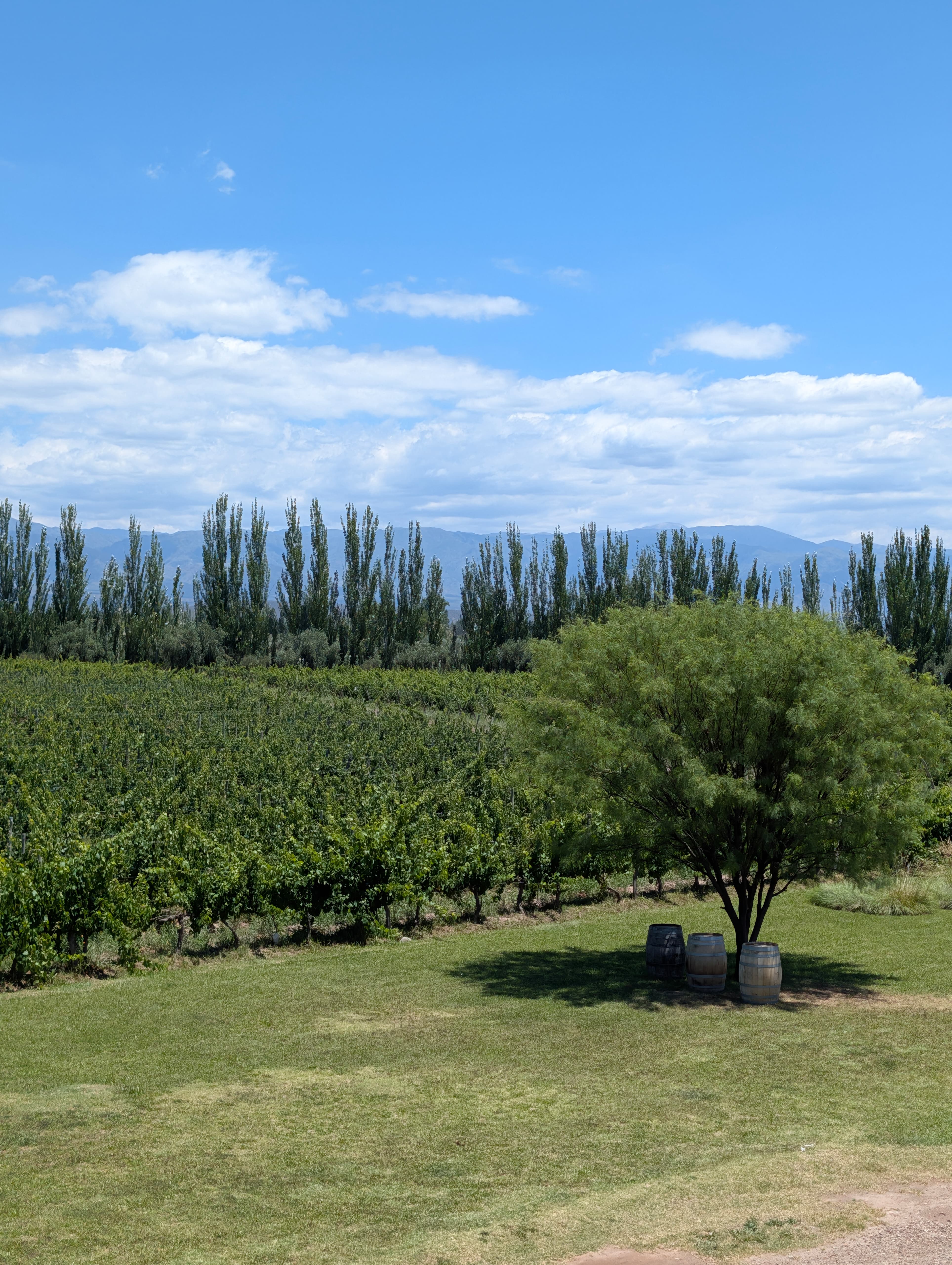 Vignoble la insconsciencia de mis pasos