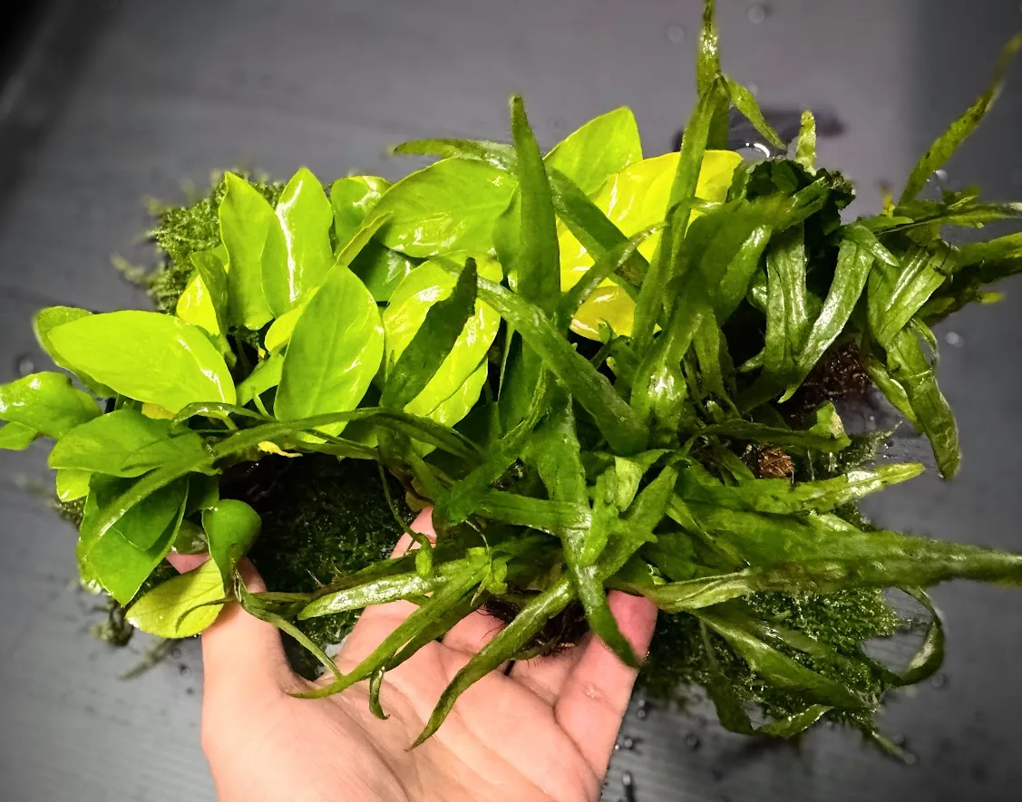 レイアウト用に準備された水草とモス類の素材