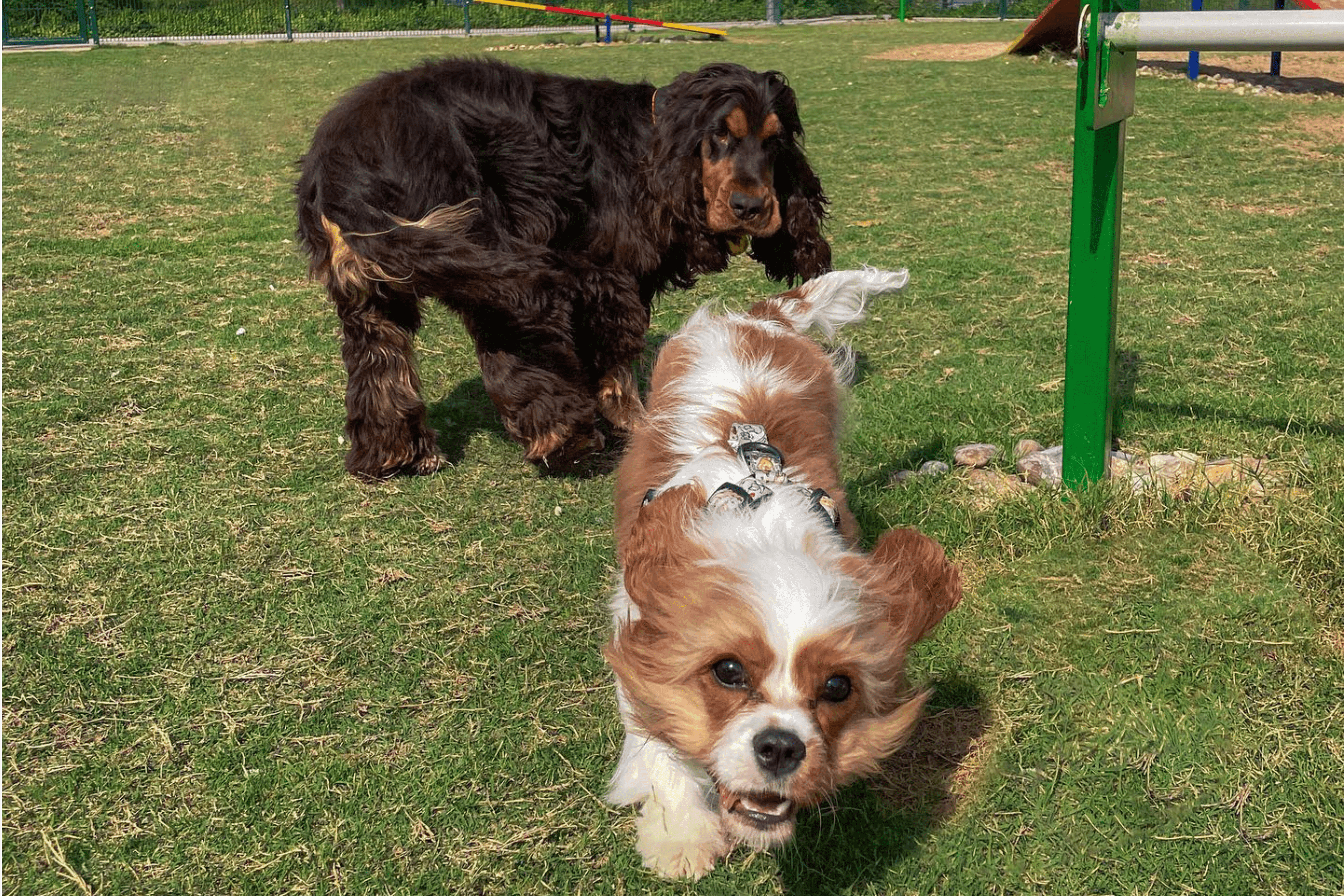 Dog Park at Dubai Hills Estate Park