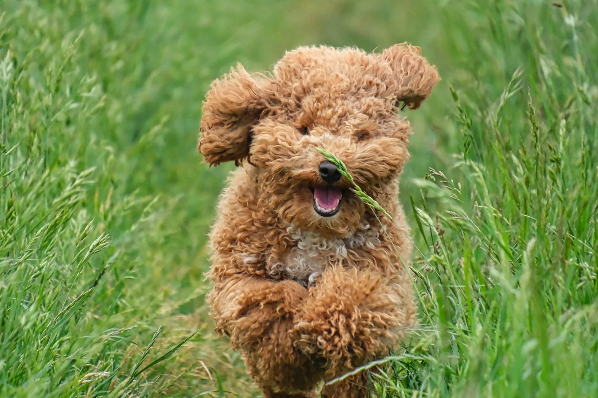 A brown Poodle is playing and running through the grass.