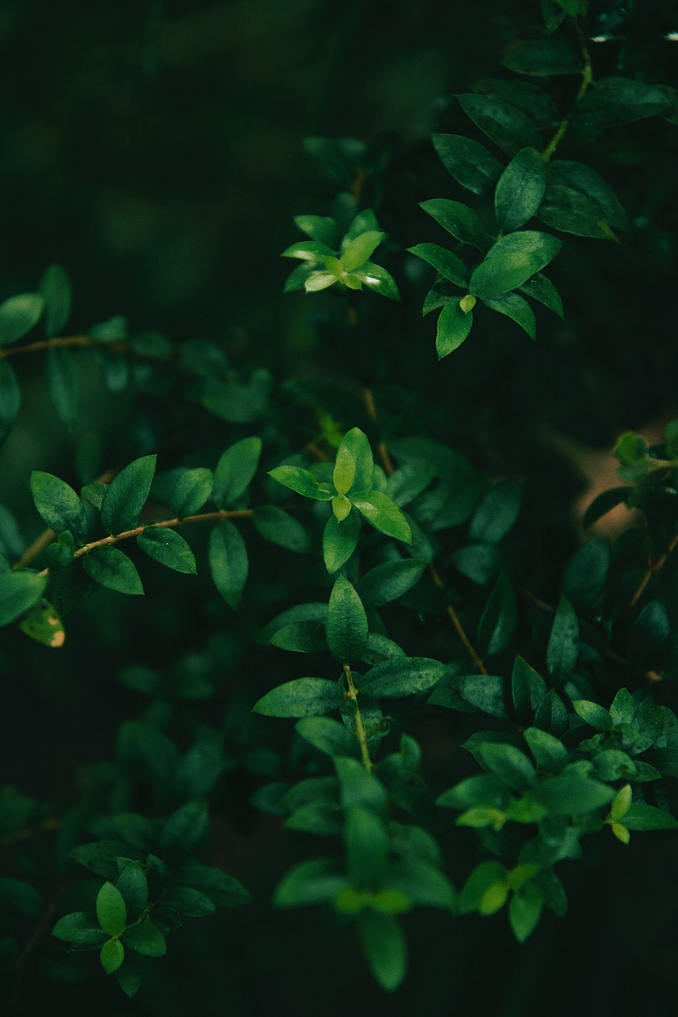 Green outdoor planr