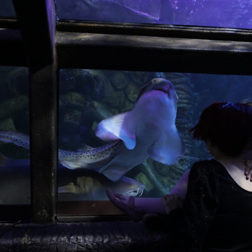 A person sits near an aquarium window, watching a stingray swim close to the glass, illuminated by soft purple and blue lighting.