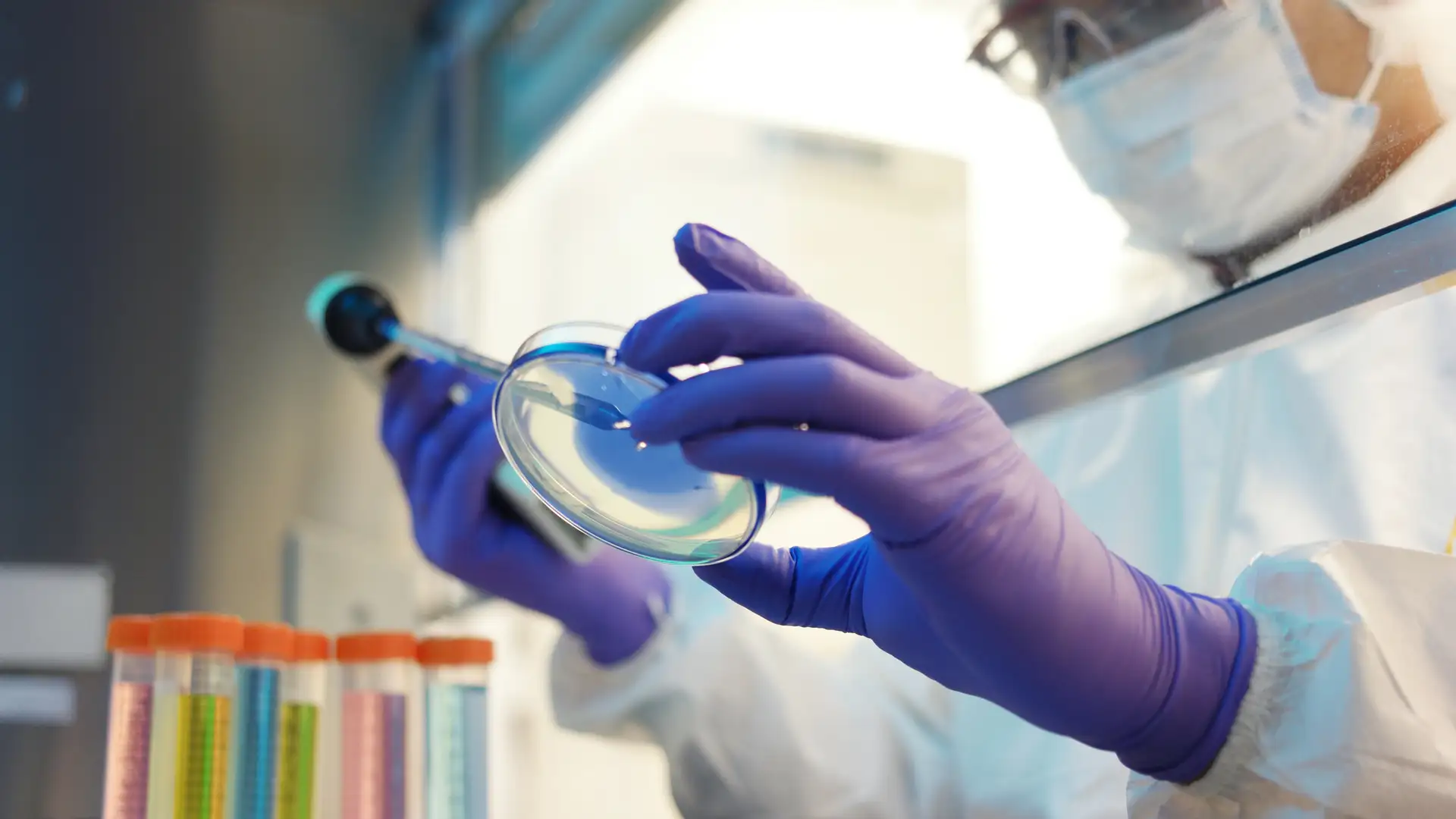 Gloved scientist using a pipette to add liquid to a petri dish inside a laboratory fume hood.