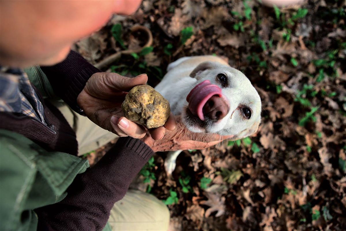 white truffle hunting season piedmont experience