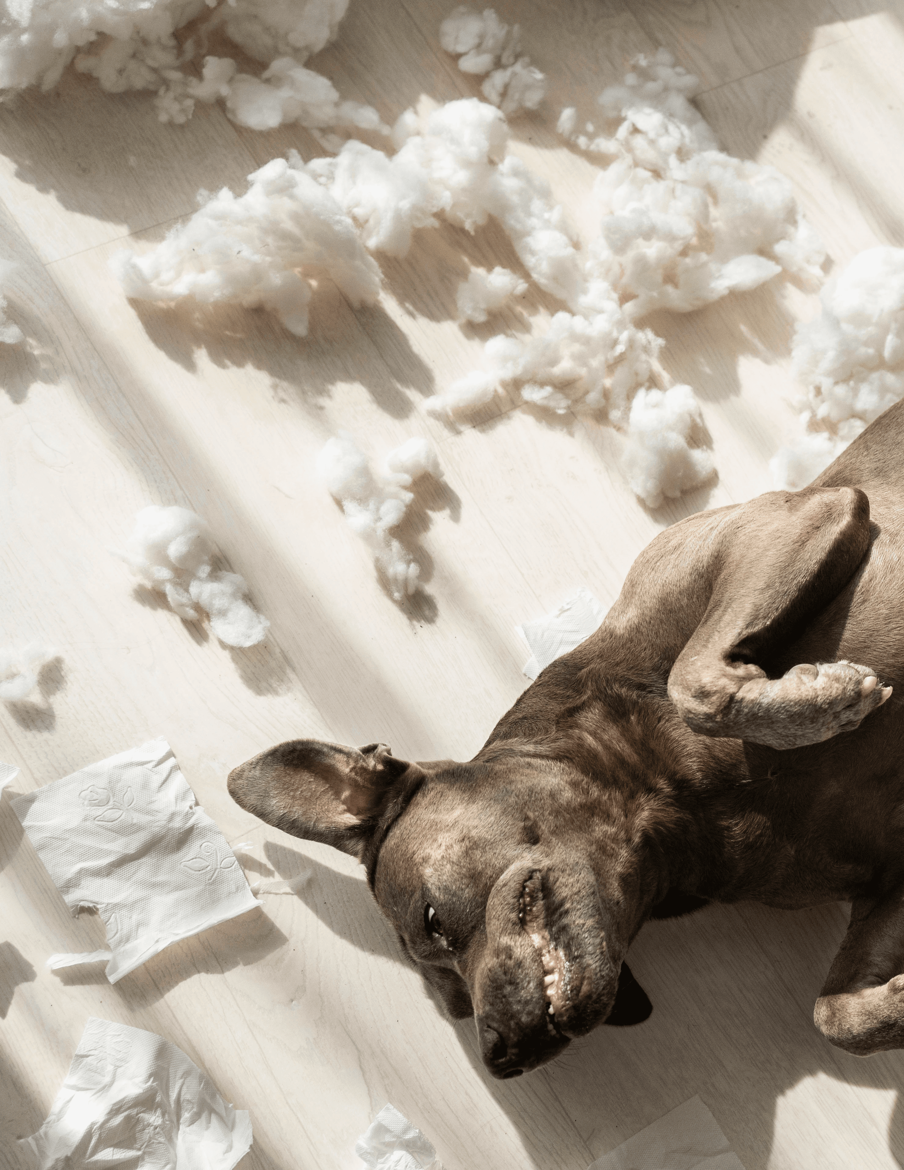 Playful dog sprawled on hybrid flooring after a messy moment, highlighting stain-resistant, slip-stable floors that handle real-life pet chaos in Brisbane homes.