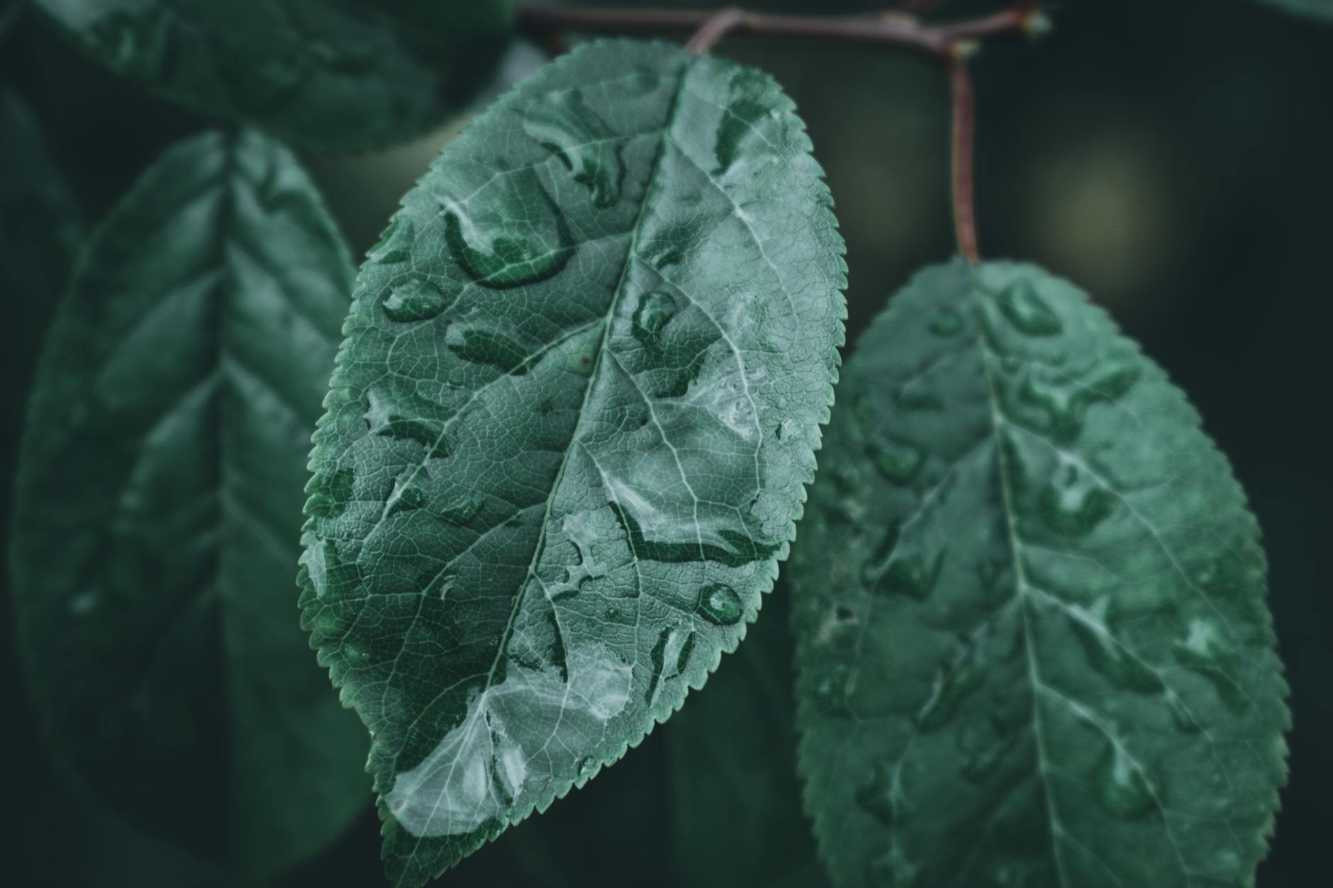 A detailed view of dewdrops on green leaves, capturing the essence of nature after rain.