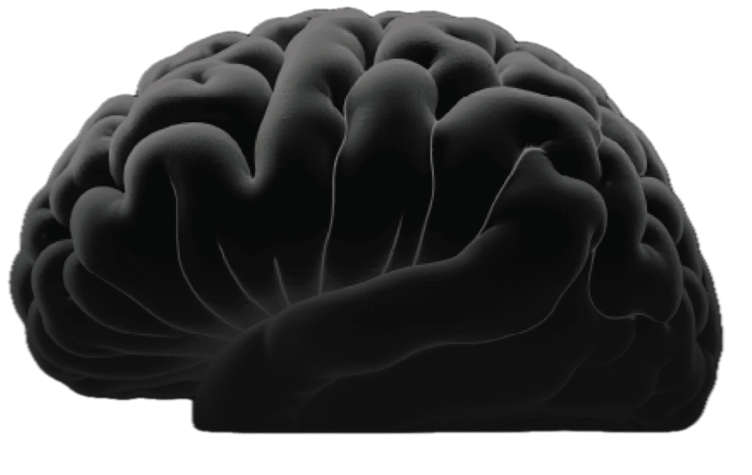 brain