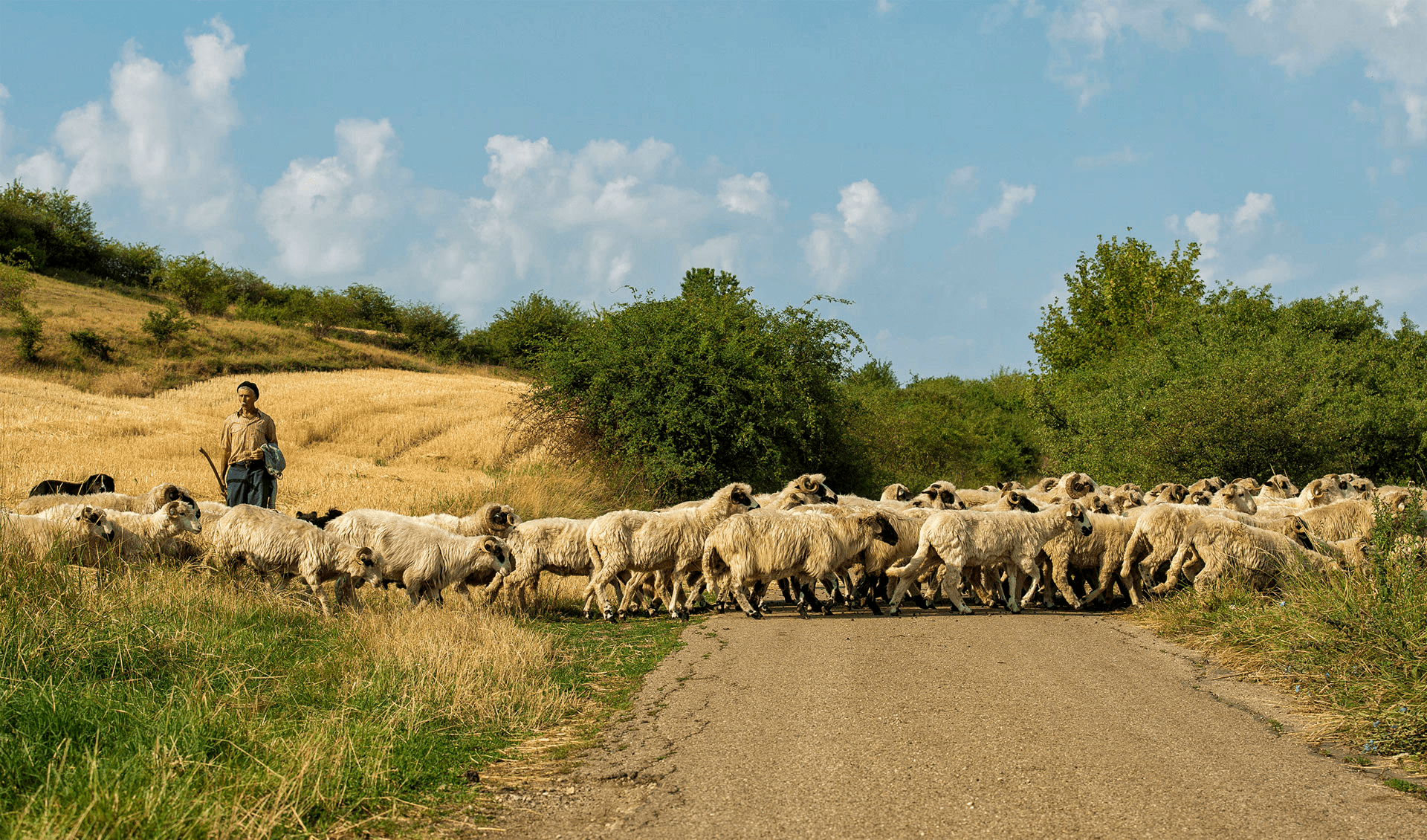 câine via transilvanica