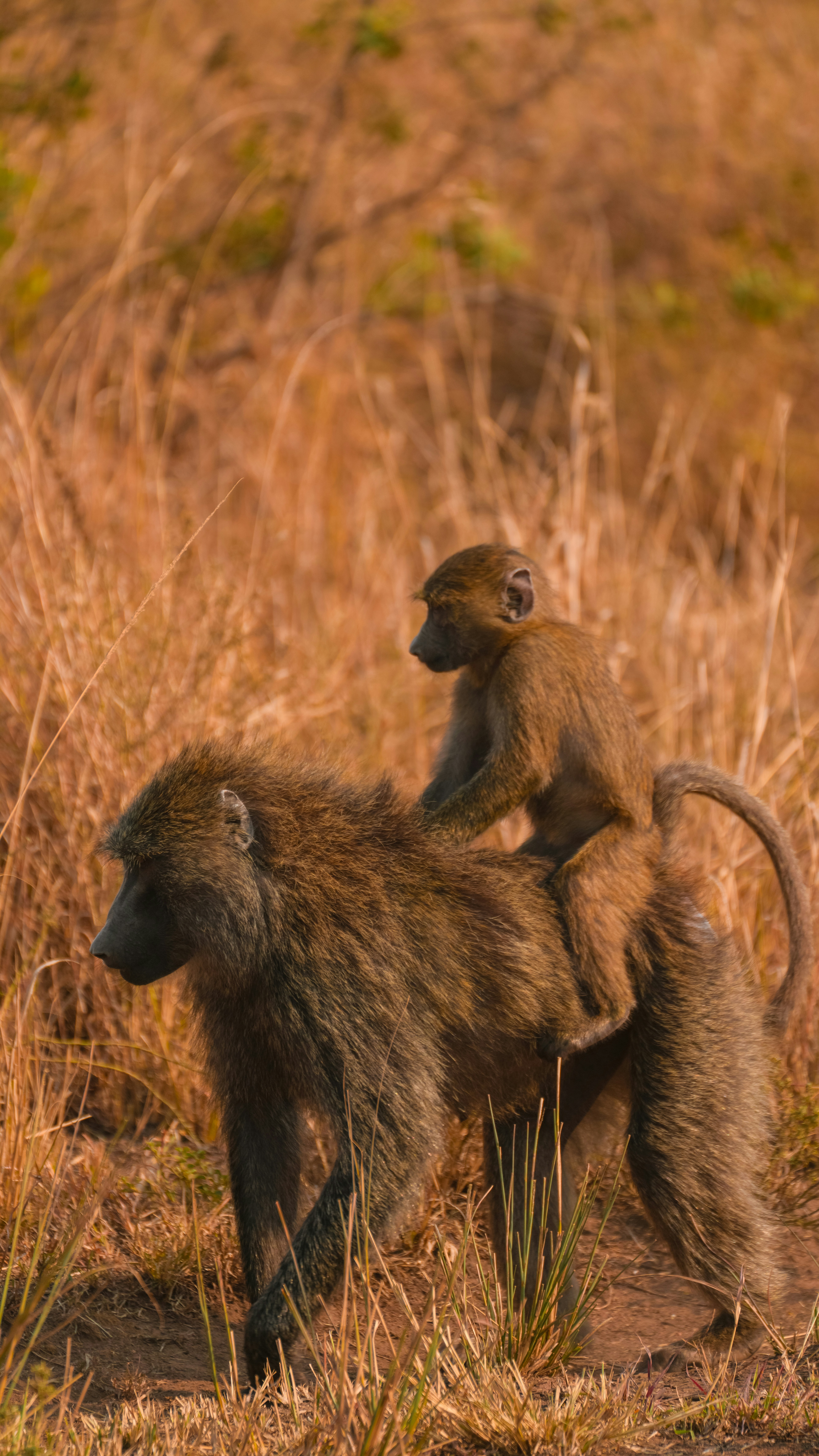 A baby baboon rides on its mother's back.