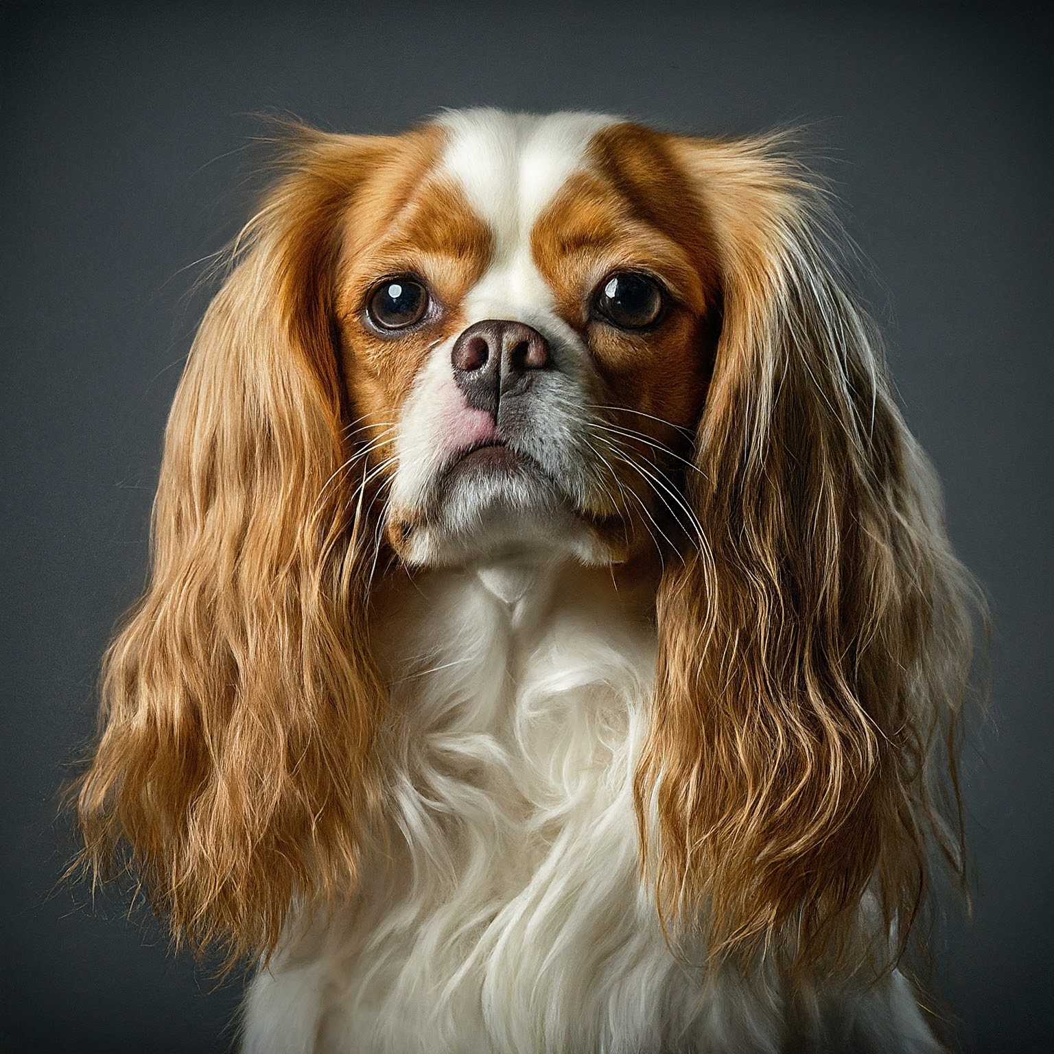 BUDDYUNO, English Toy Spaniel