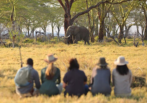 Serengeti Full-day Safari