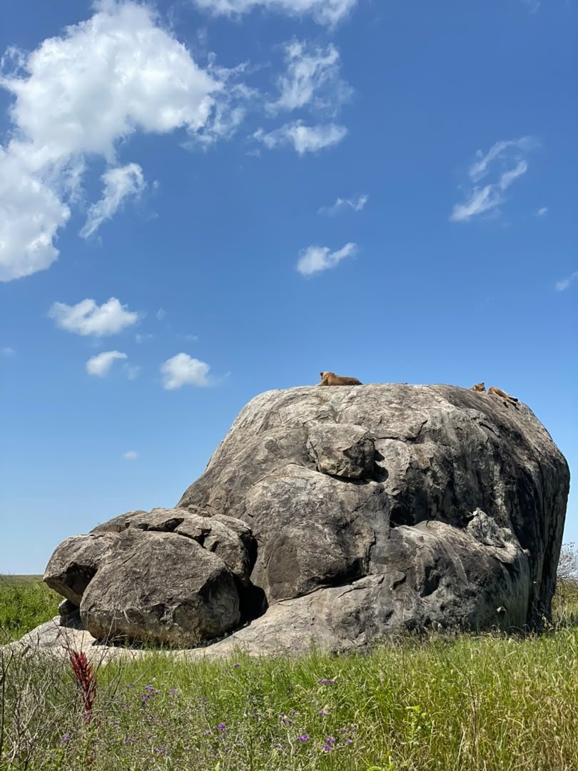 Lions resting on a rock during a safari encounter.