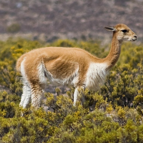 一隻維庫尼站在一個長滿草的灌木叢景觀中，背景是朦朧的山脈。