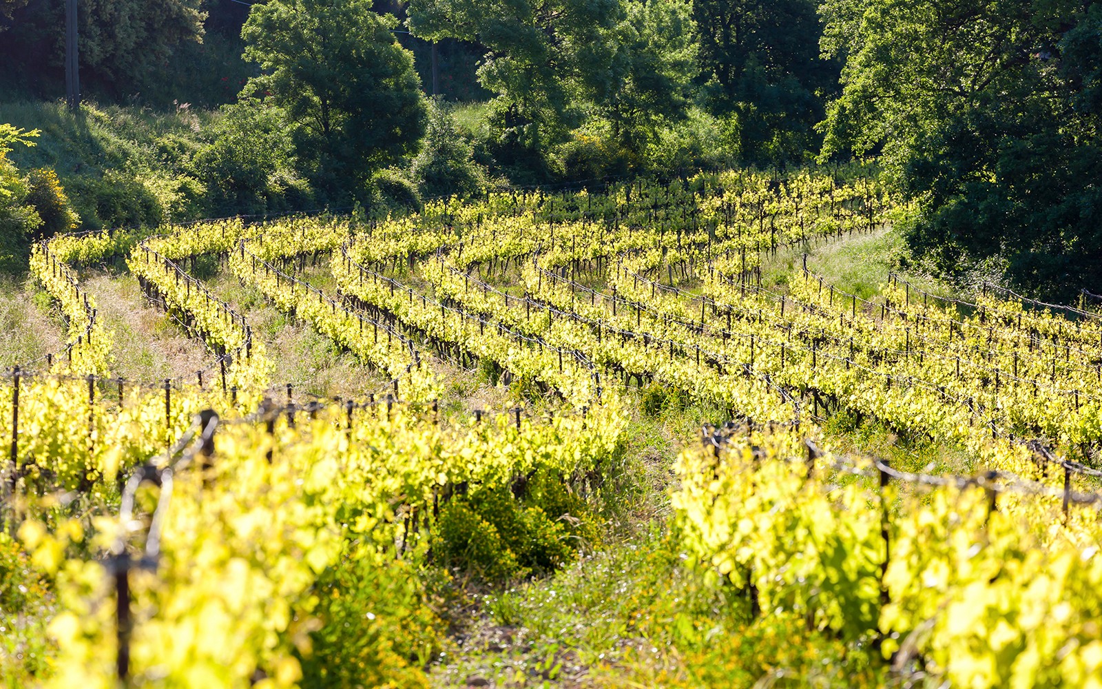 Vineyards with lush green vines near Chateauneuf-du-Pape, France.