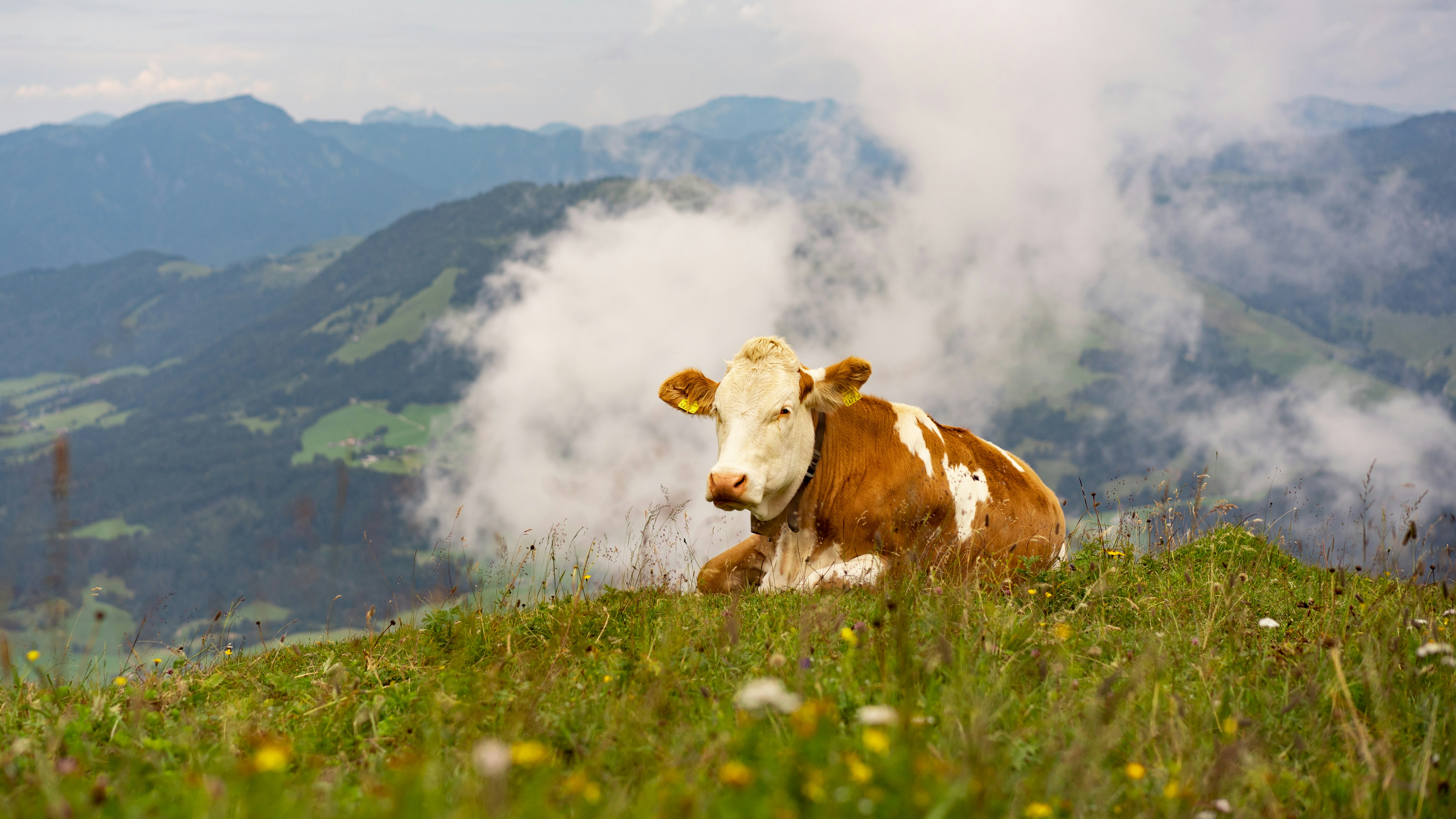 Kuh liegt entspannt auf einer blühenden Almwiese mit Blick ins weite Tal – Symbol für das ruhige Leben in den Bergen.