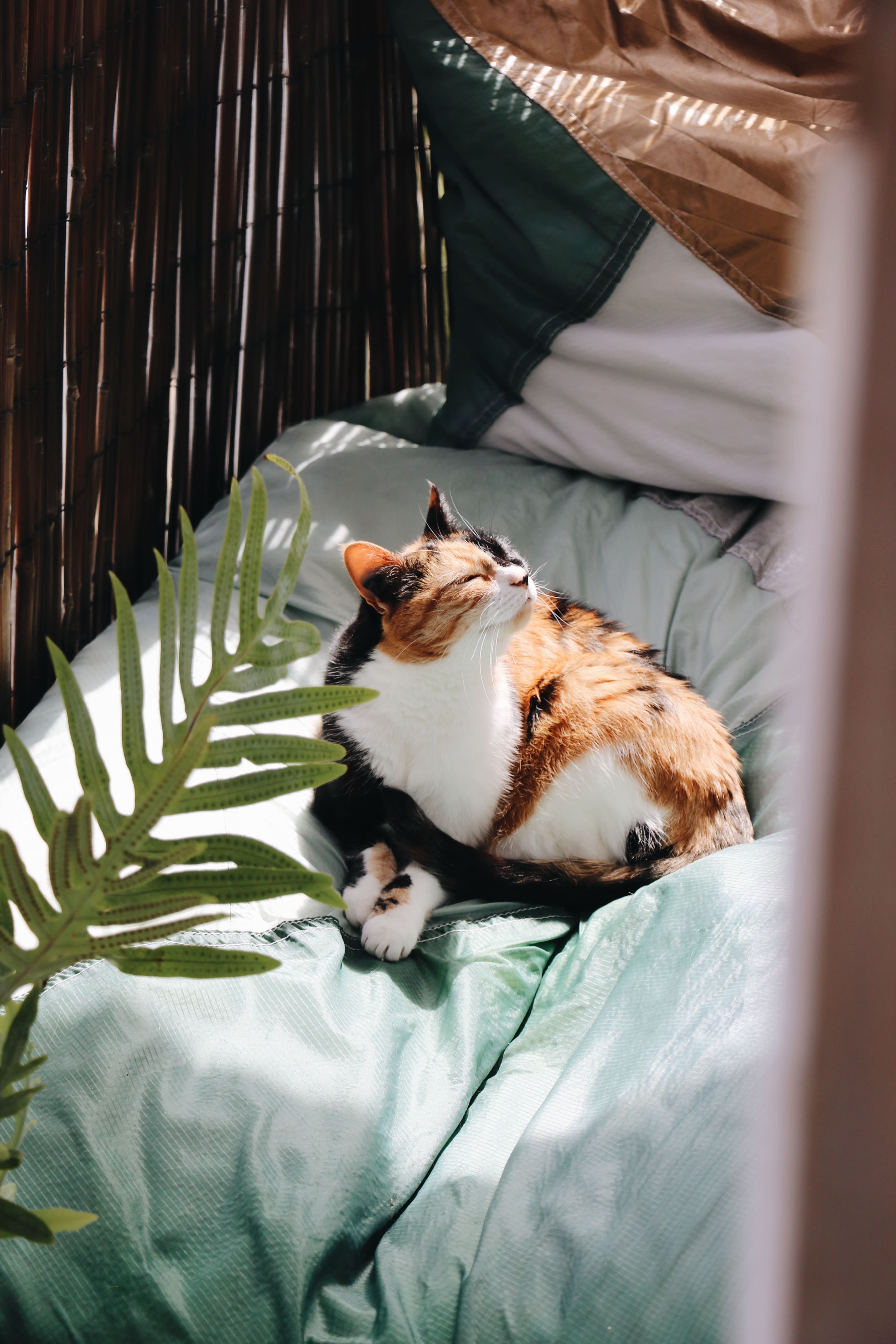 Chat profitant de la terrasse sur des bean bags 100% en matières recyclées