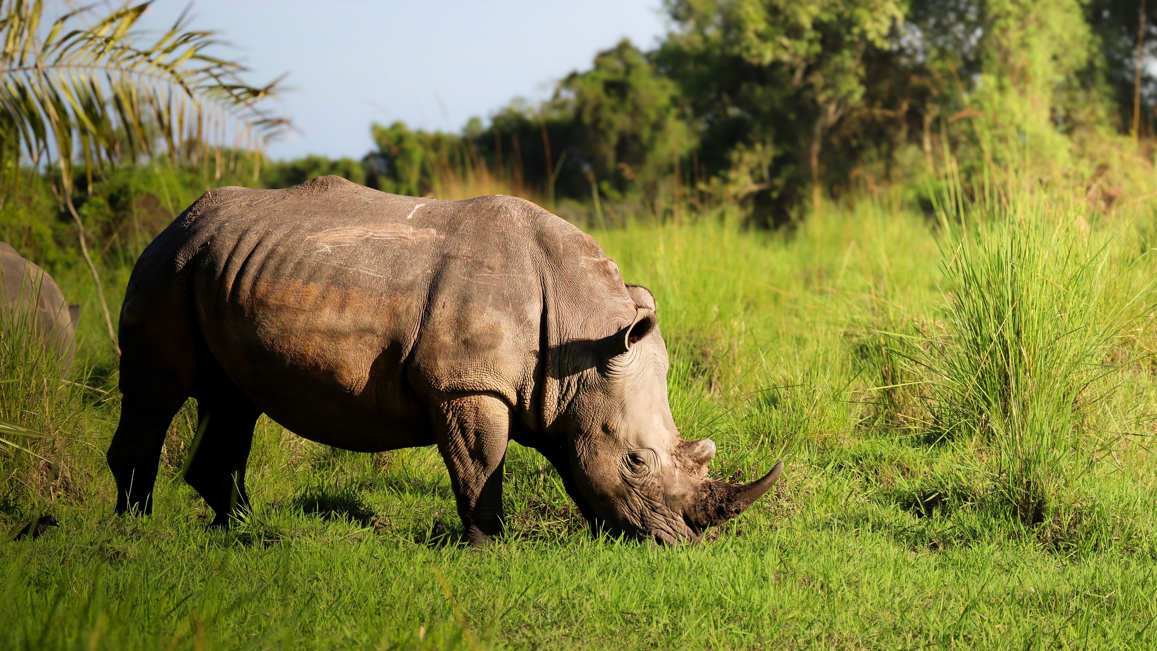 White rhinos return to Uganda's Kidepo Valley after 43 years