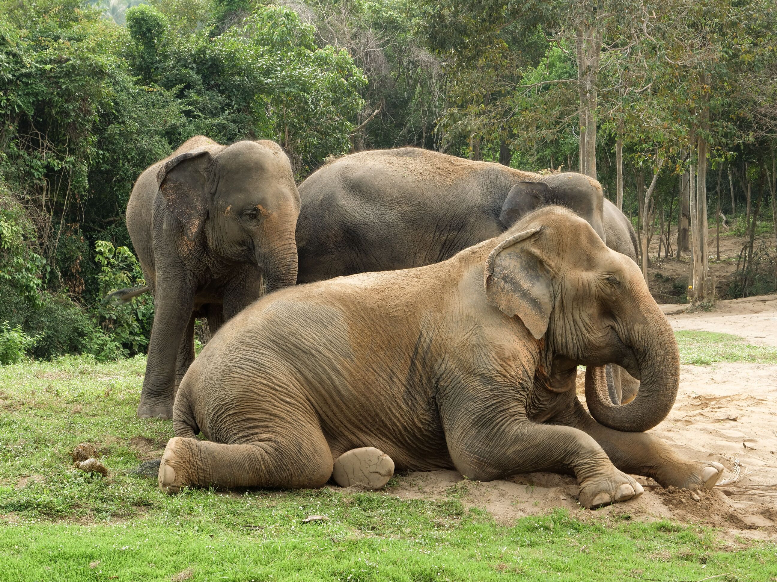 Northern Jungle & Elephant Sanctuary