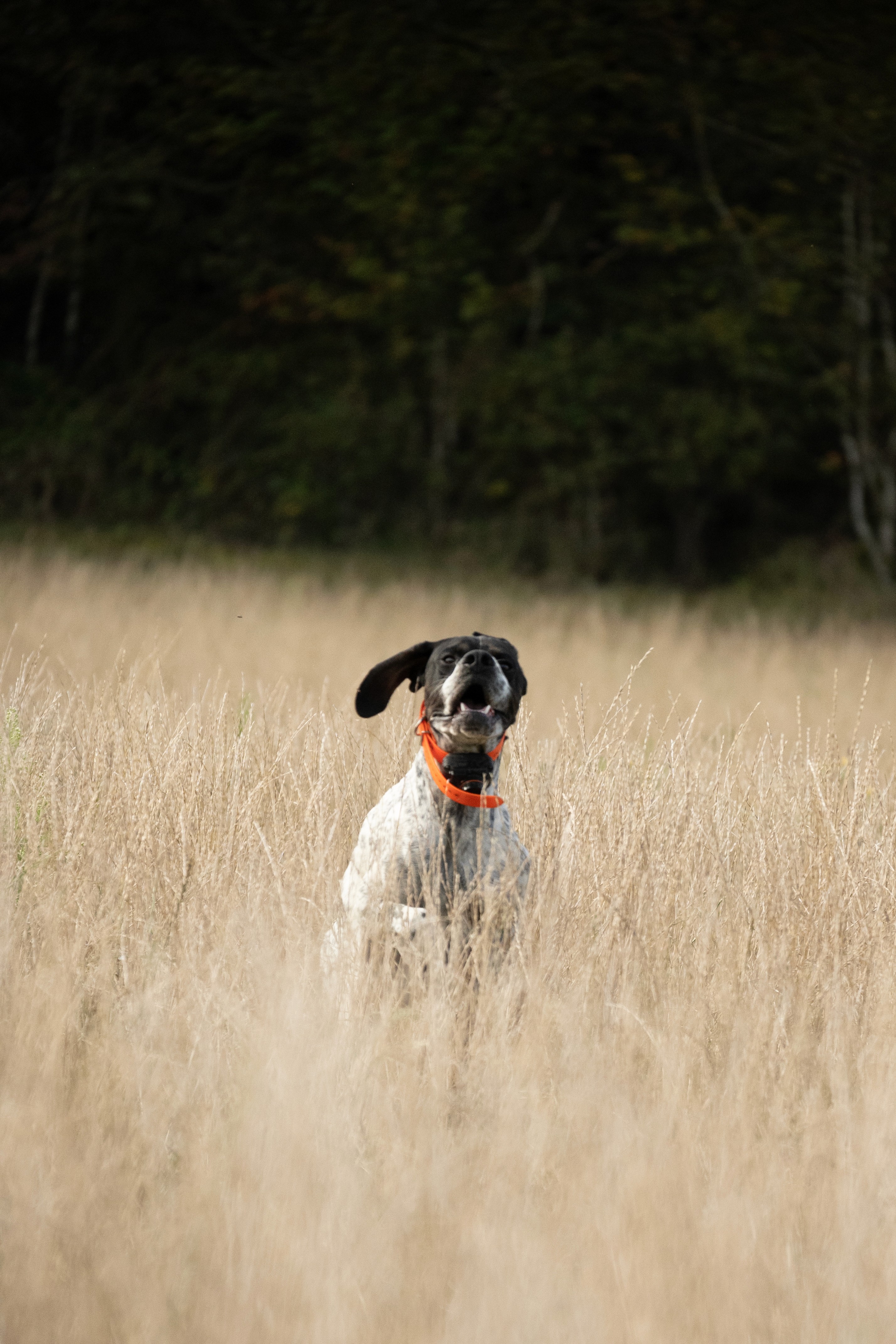 Poster, Design graphique, Graphic design, Photoshoot, Photography, Affiche, Gala, Danse, Dance, Show, Gala de danse, Graphisme