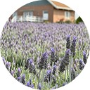 Plantação de lavandas  - Motion Turismo