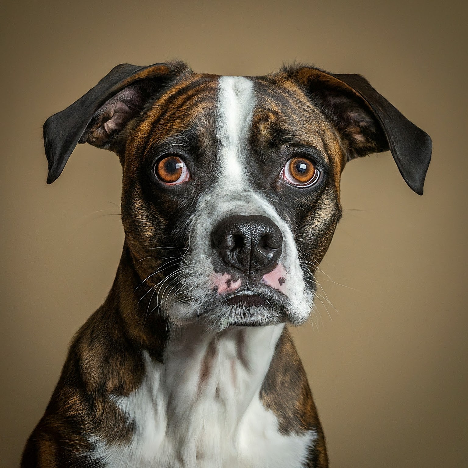 BUDDYUNO, Boston Boxer