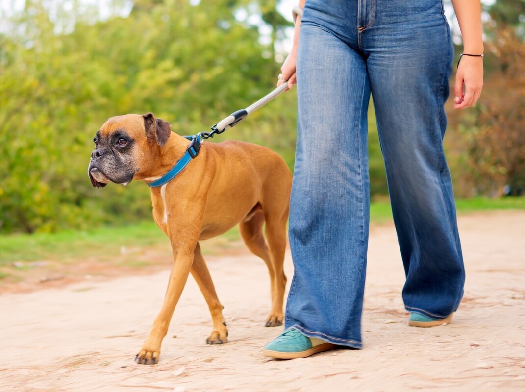 woman making her walk to lose weight plan easier by including walking her dog in it