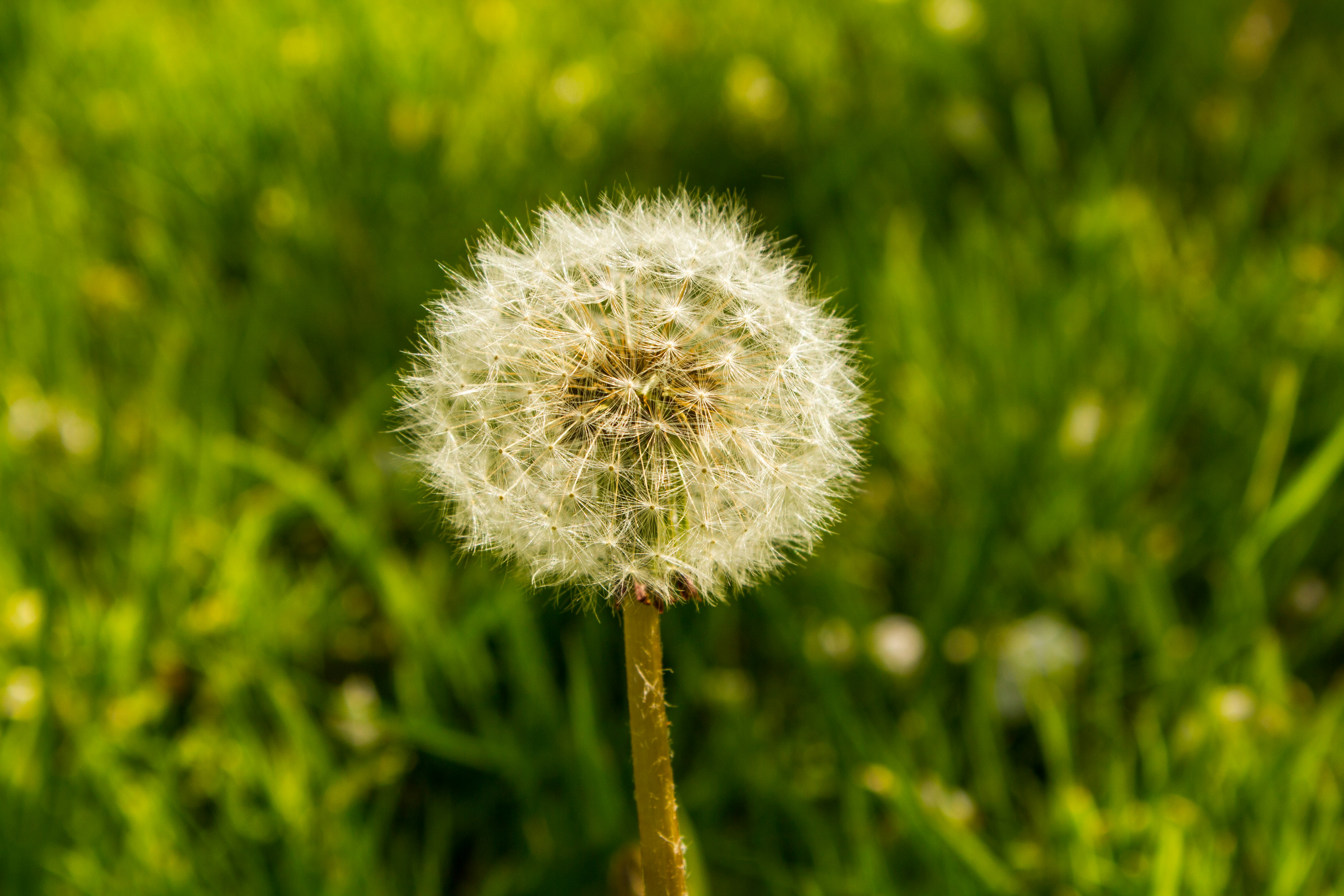 A dandelion in a grassy field