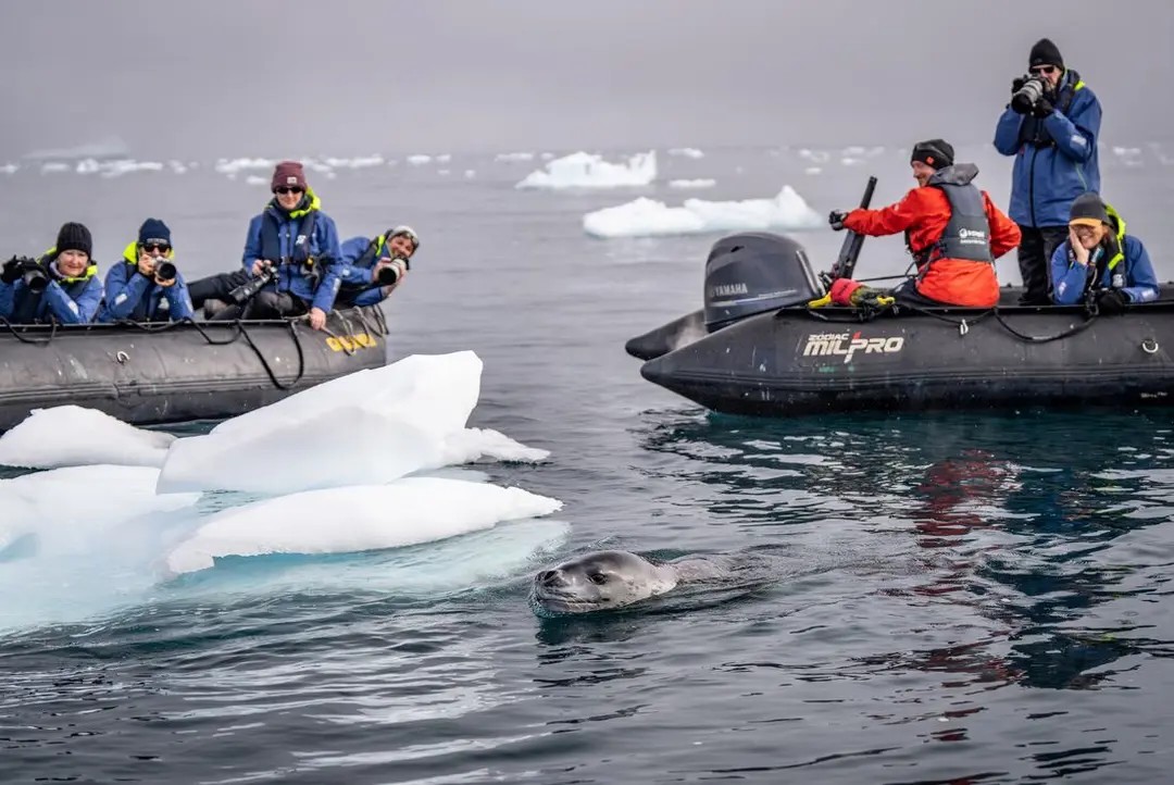 Wildlife in Antarctica