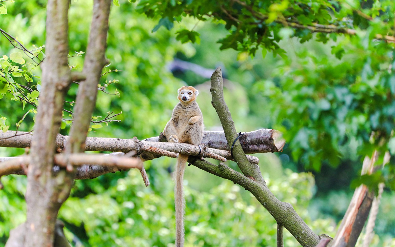 Crowned lemur perched on a branch at Edinburgh Zoo.