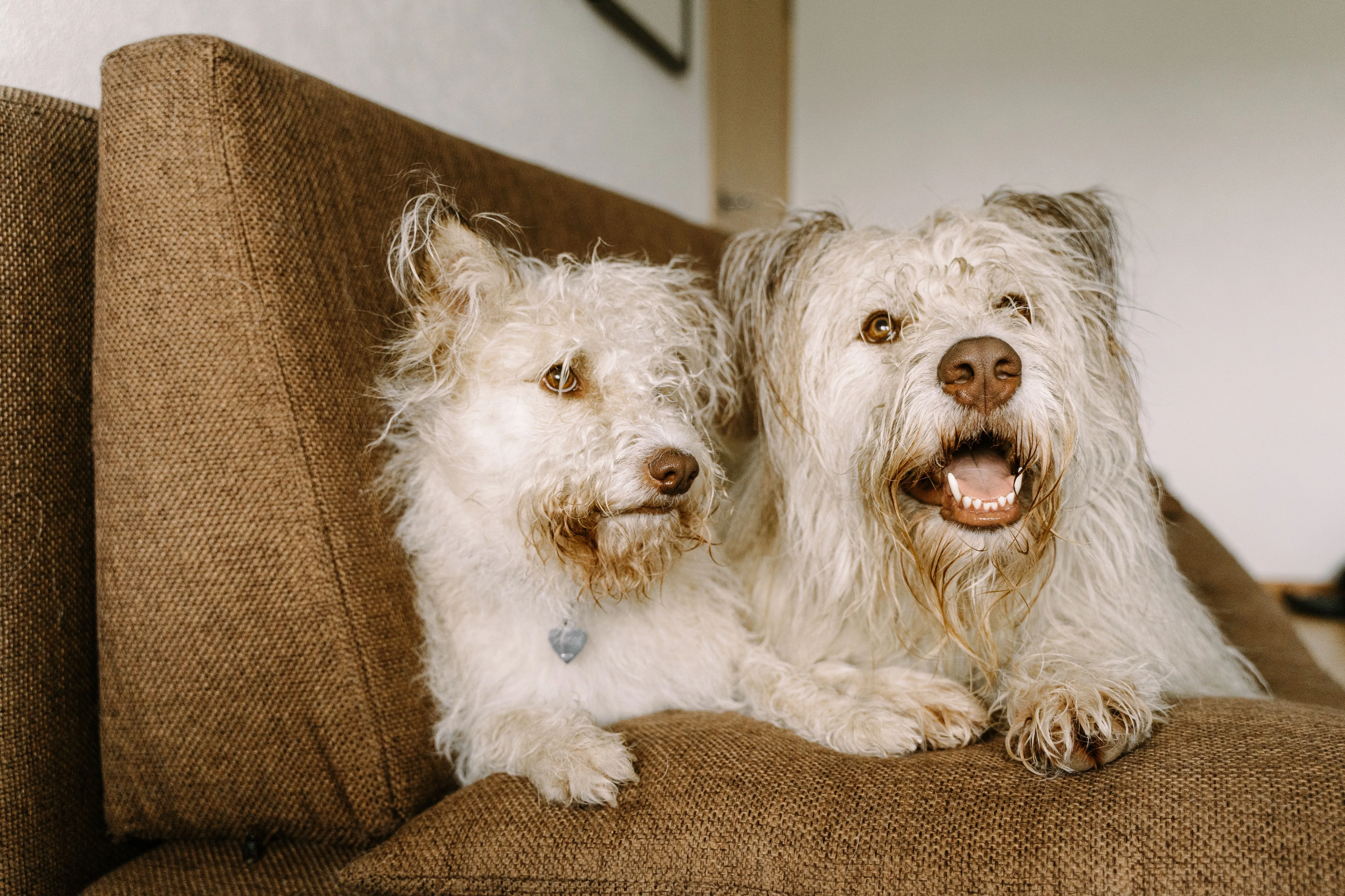 2 shiztsu dogs on a couch