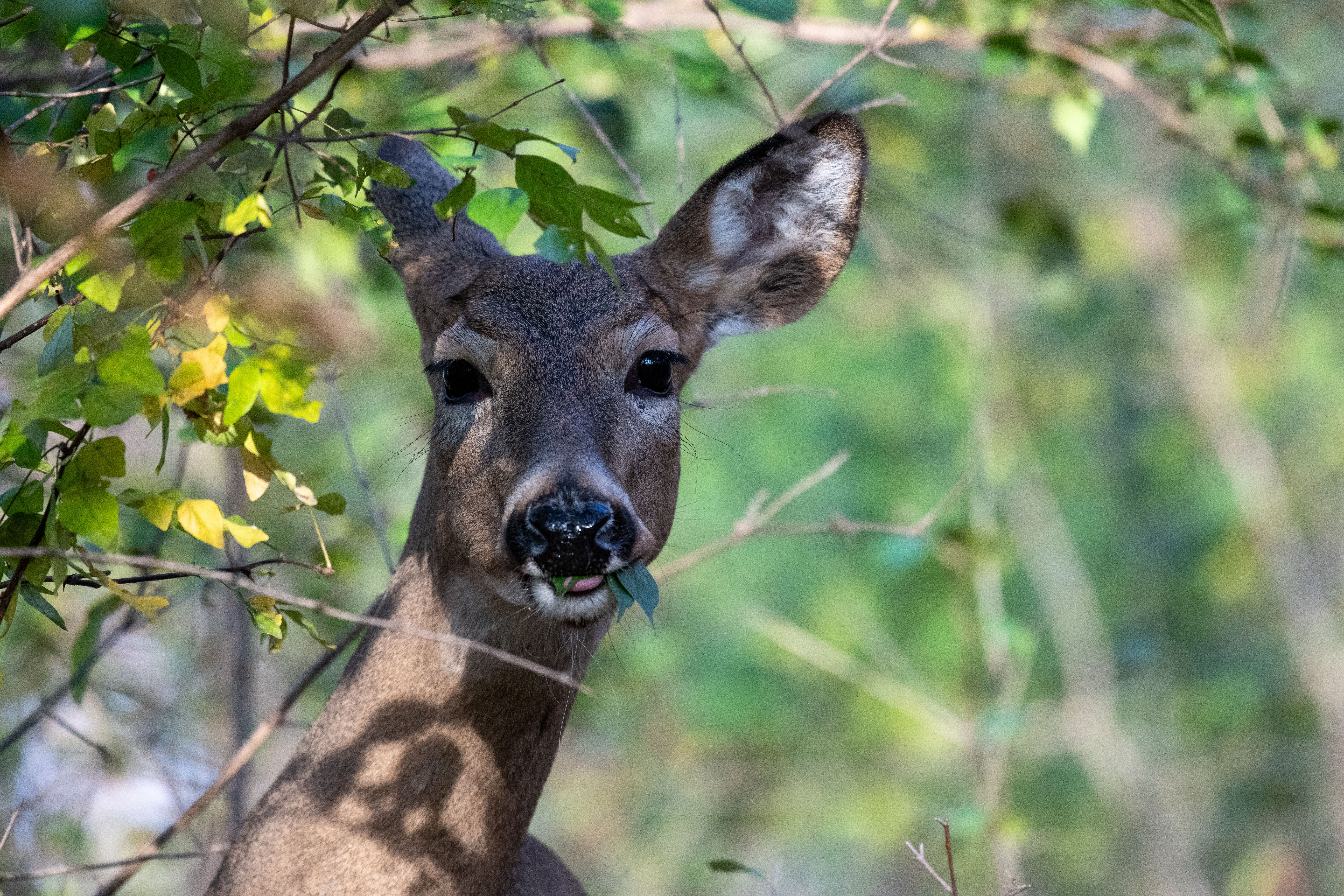 Wildlife You Might Spot in the Smoky Mountains This Summer