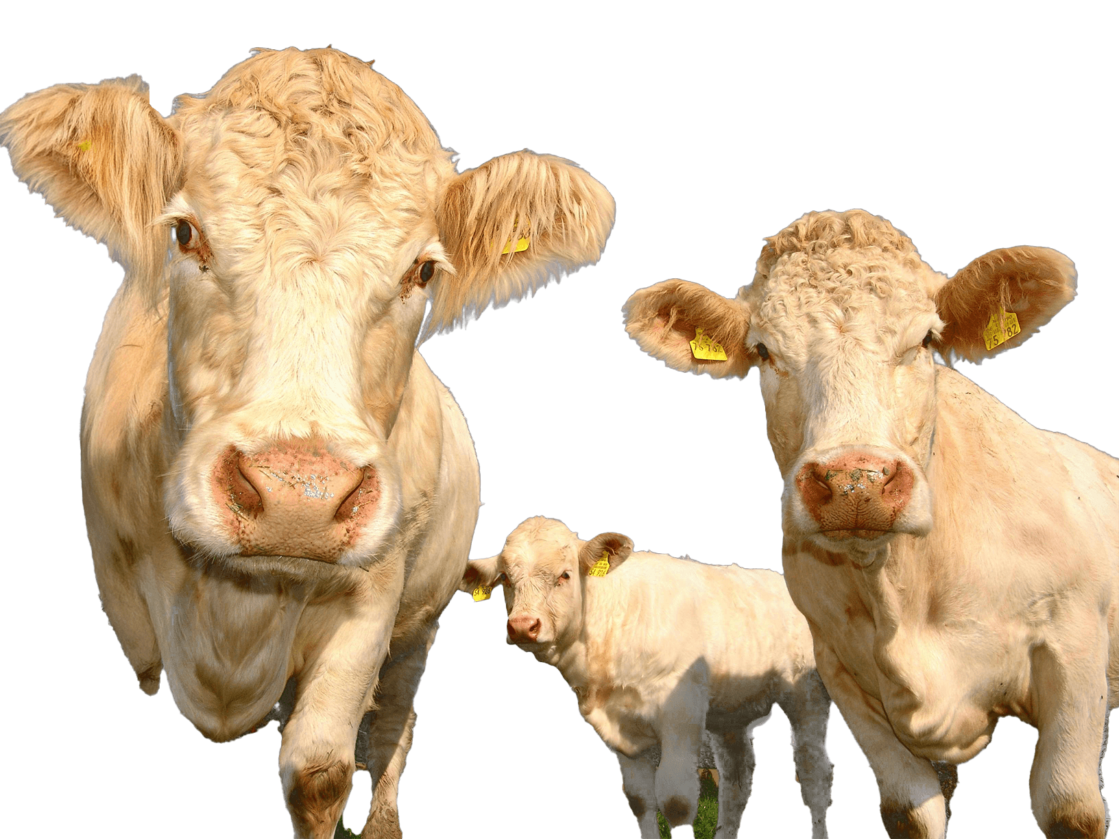 Three light-colored cows with yellow ear tags stand closely together in a field, showcasing their curious expressions and the green grass below them.