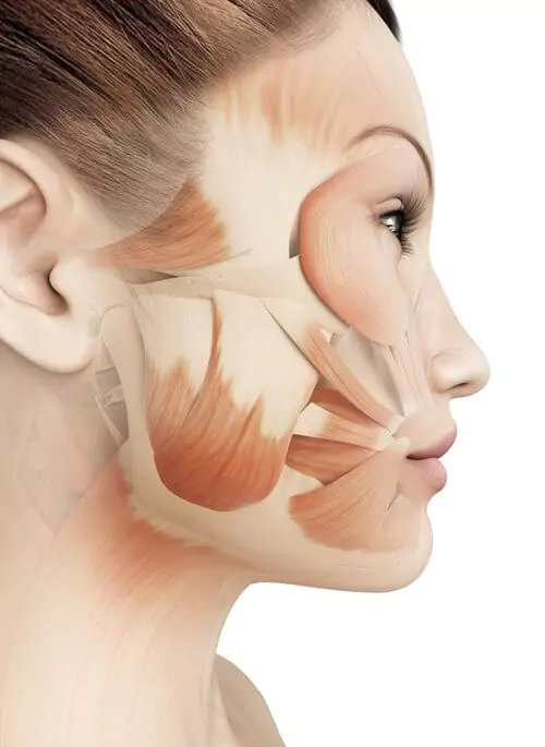 Illustration of Jaw Muscles