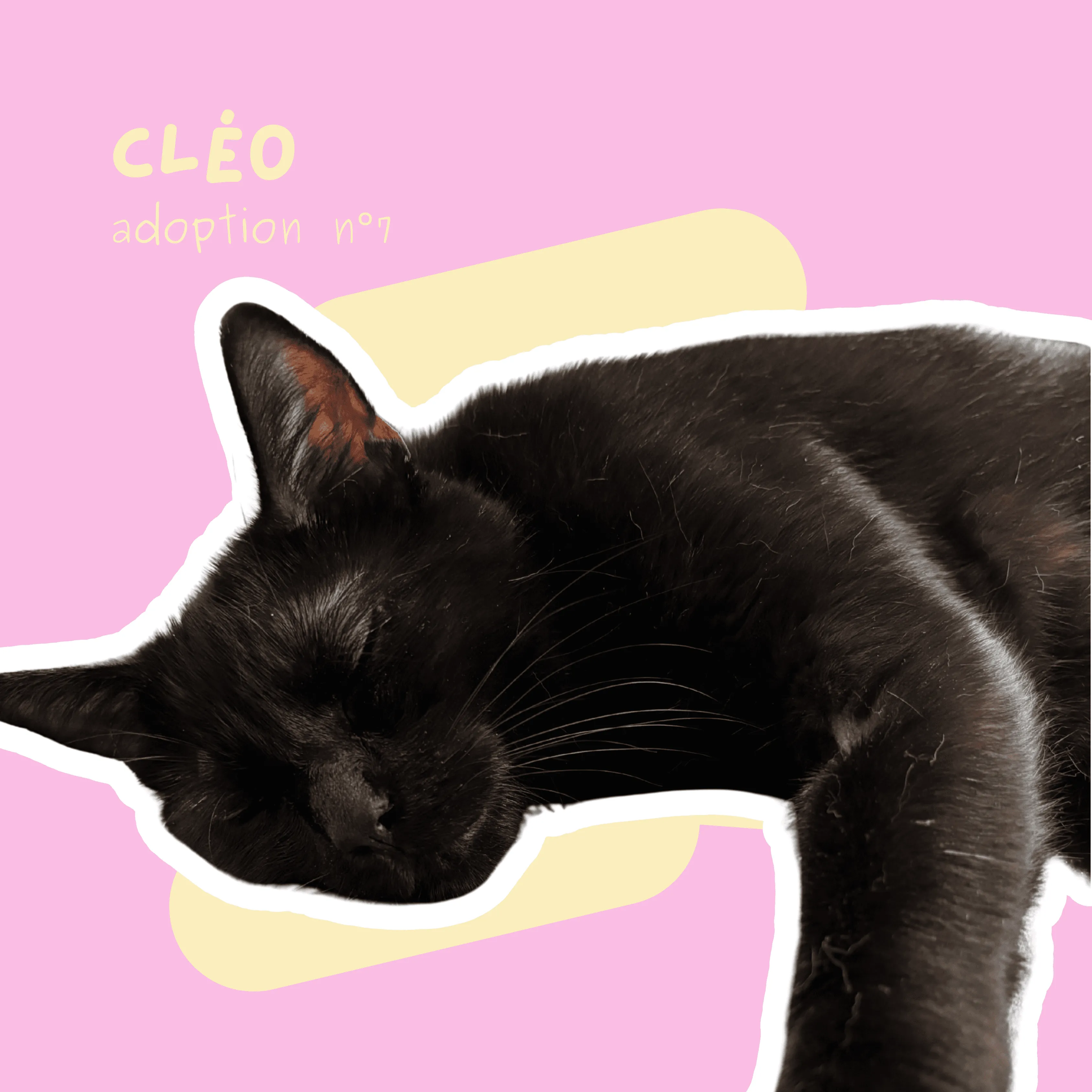 chat-cleo