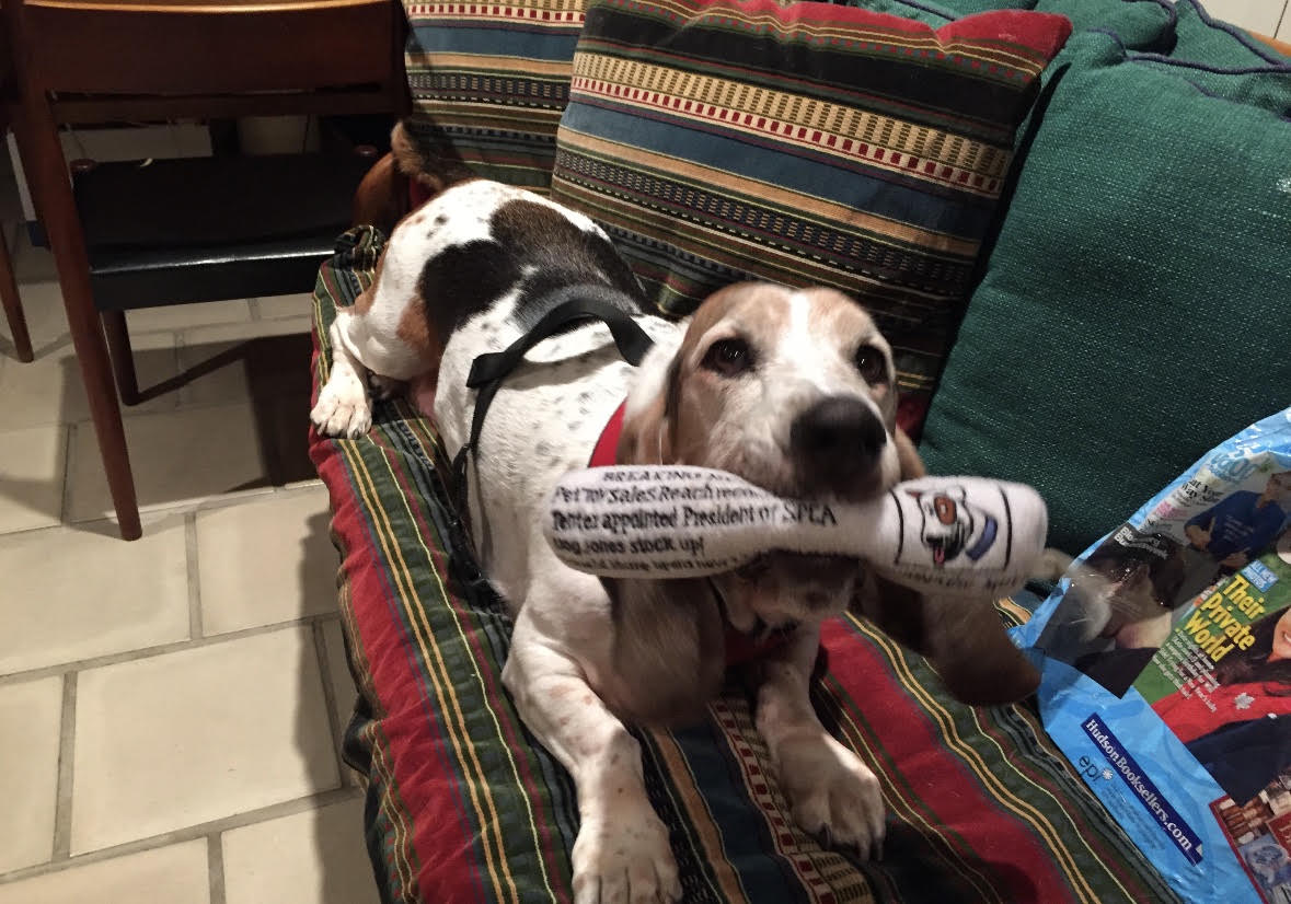 Photo of the dog Gus