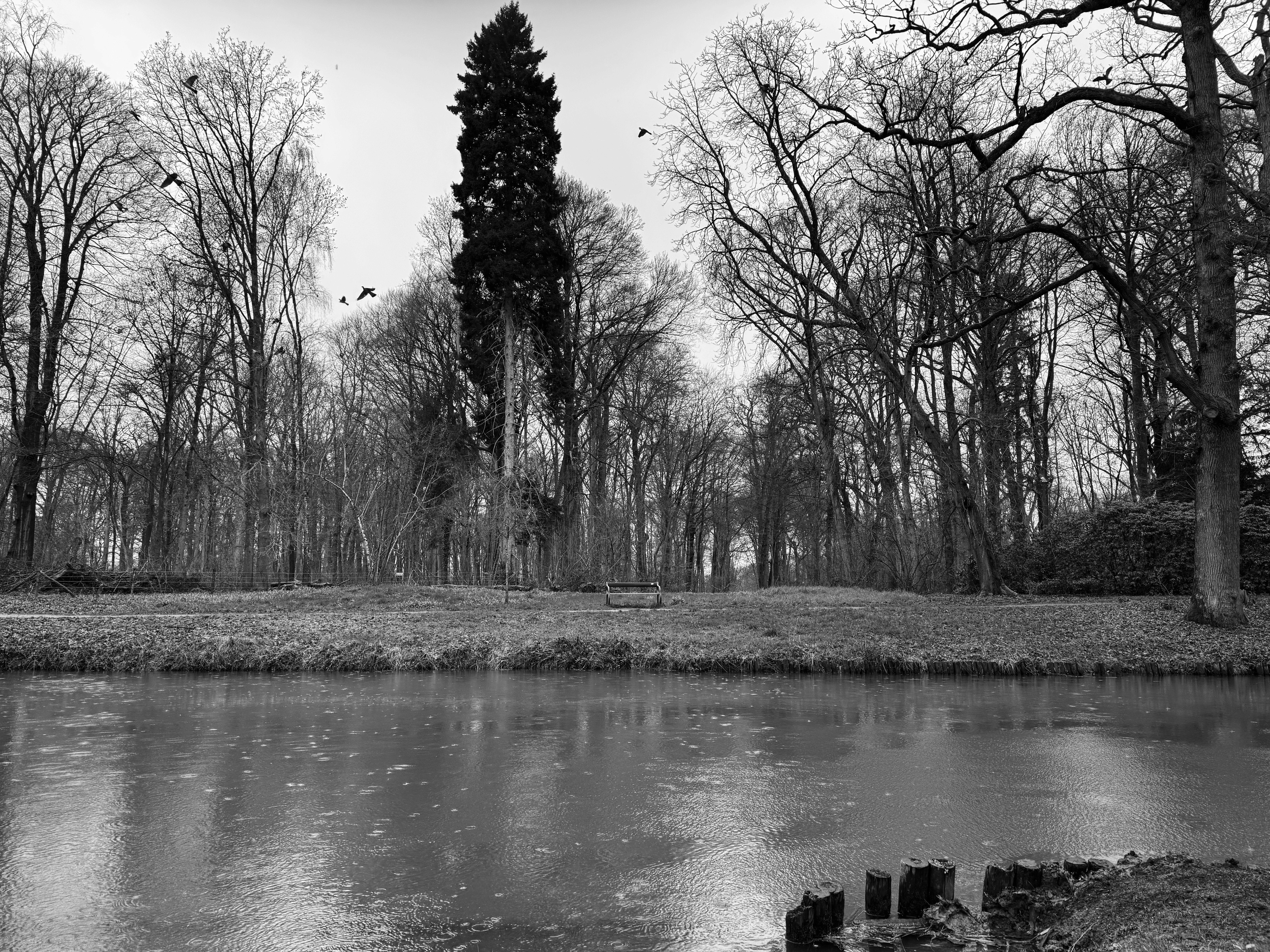 The woods in a black/white filter