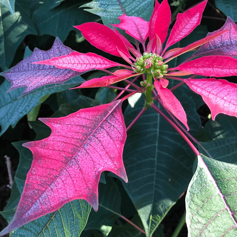 Symbolik starker Indentität rosa blume