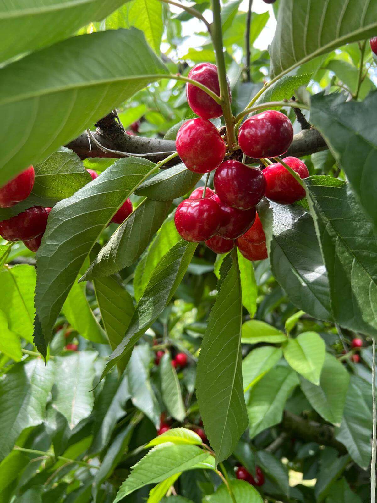 Fresh red cherries on branch, premium Greek export quality